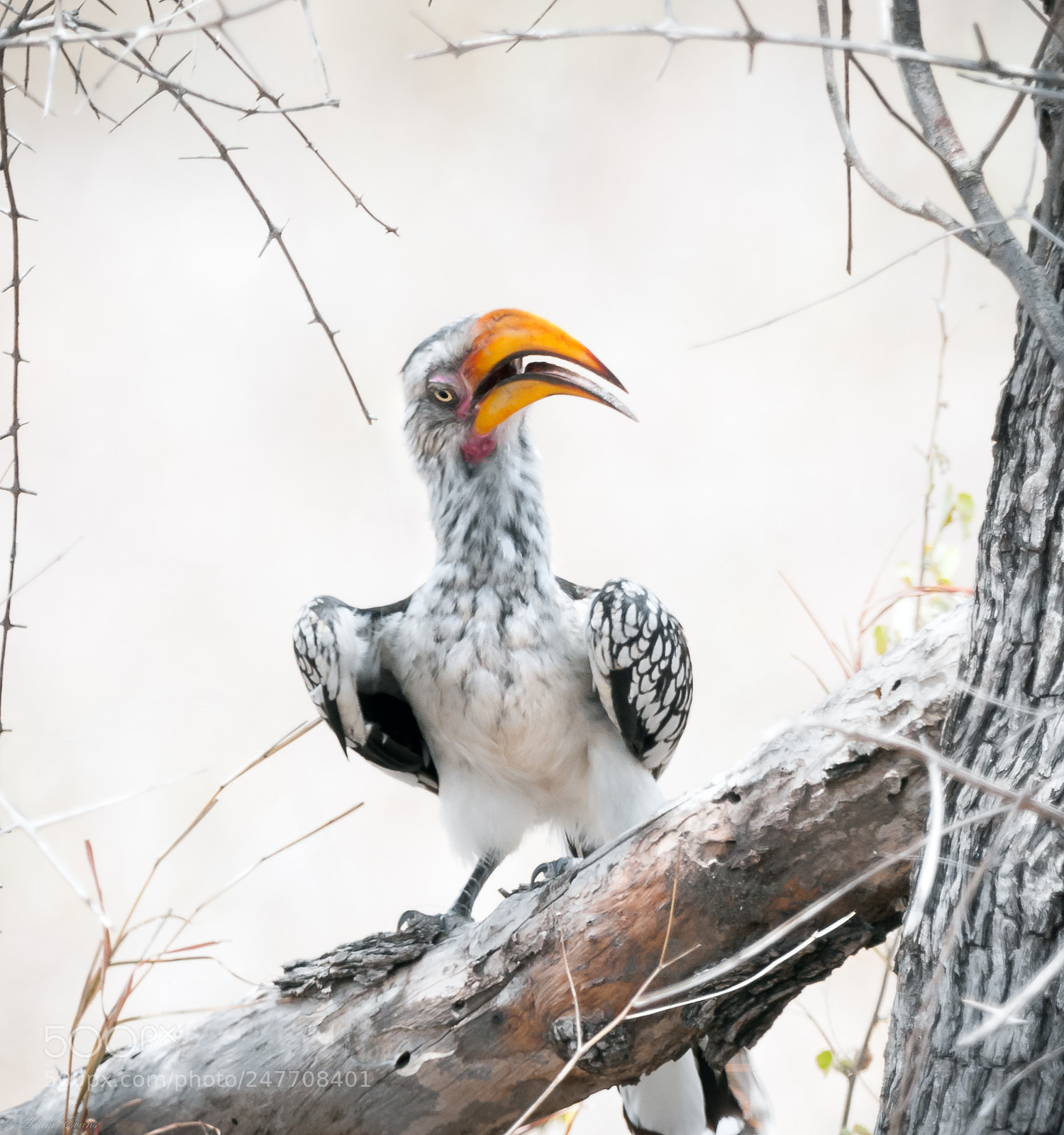 Nikon D300 sample photo. Hornbill photography
