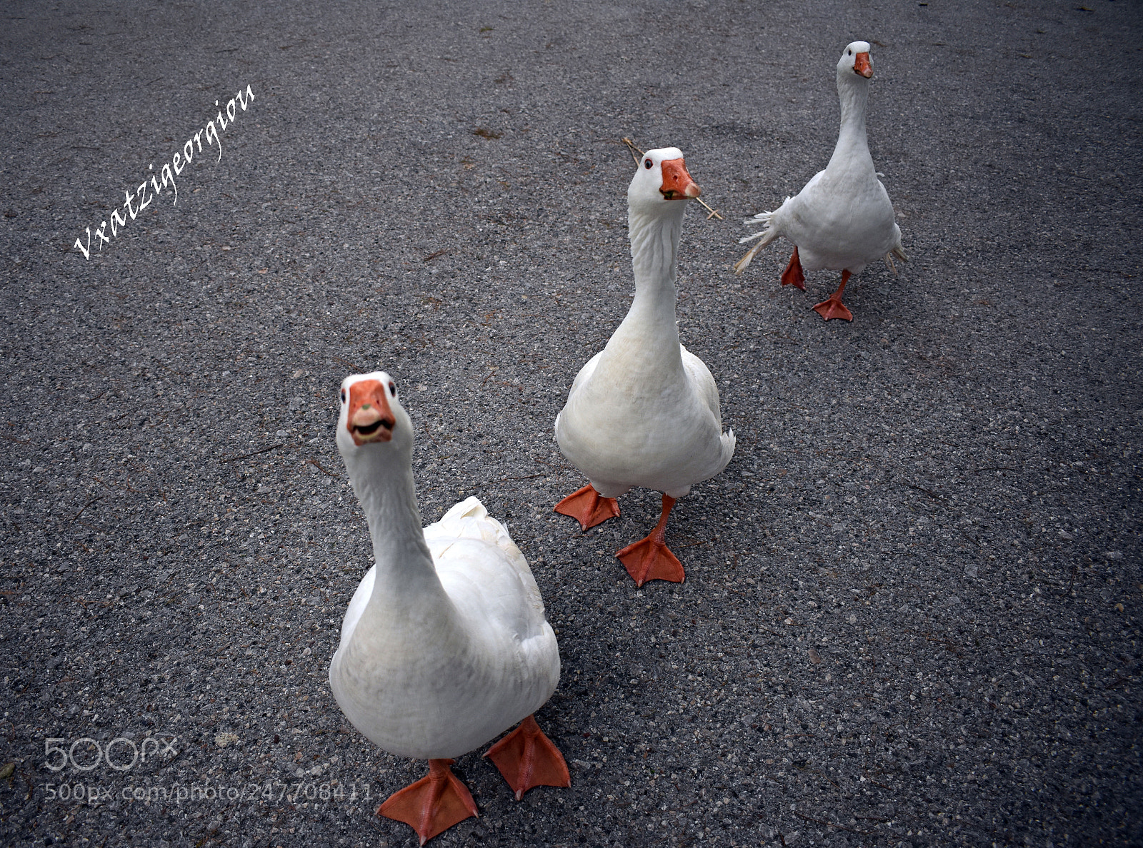 Nikon D3400 sample photo. Ducks photography