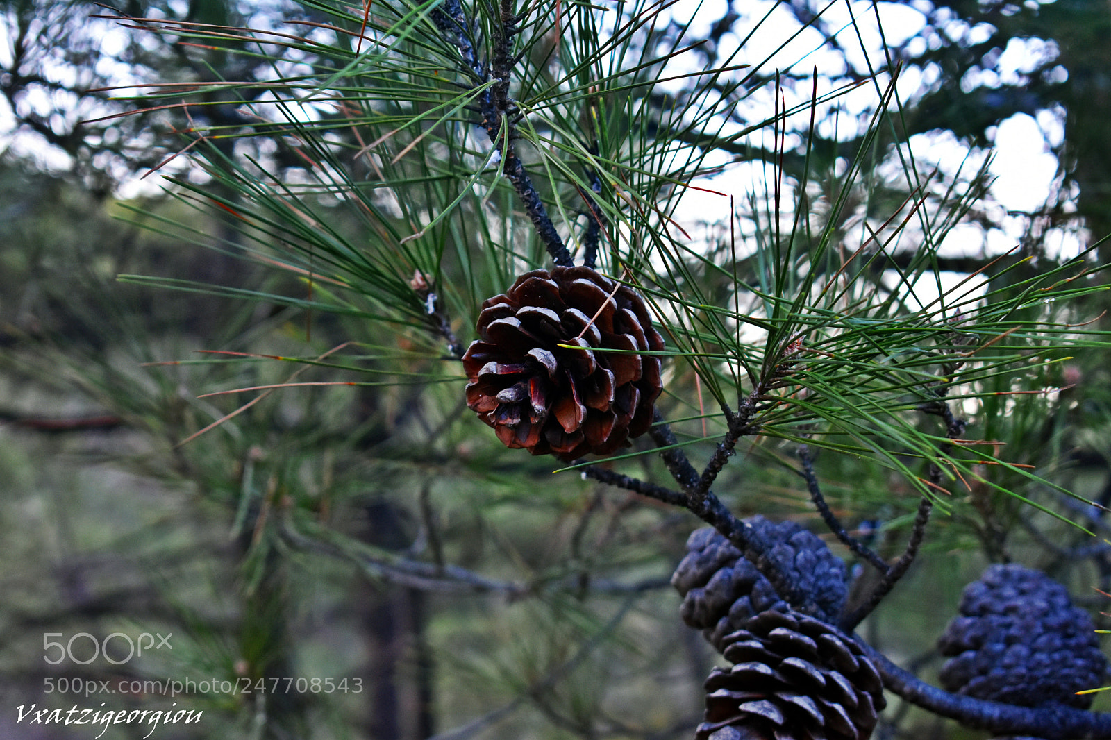 Nikon D3400 sample photo. Dsc photography