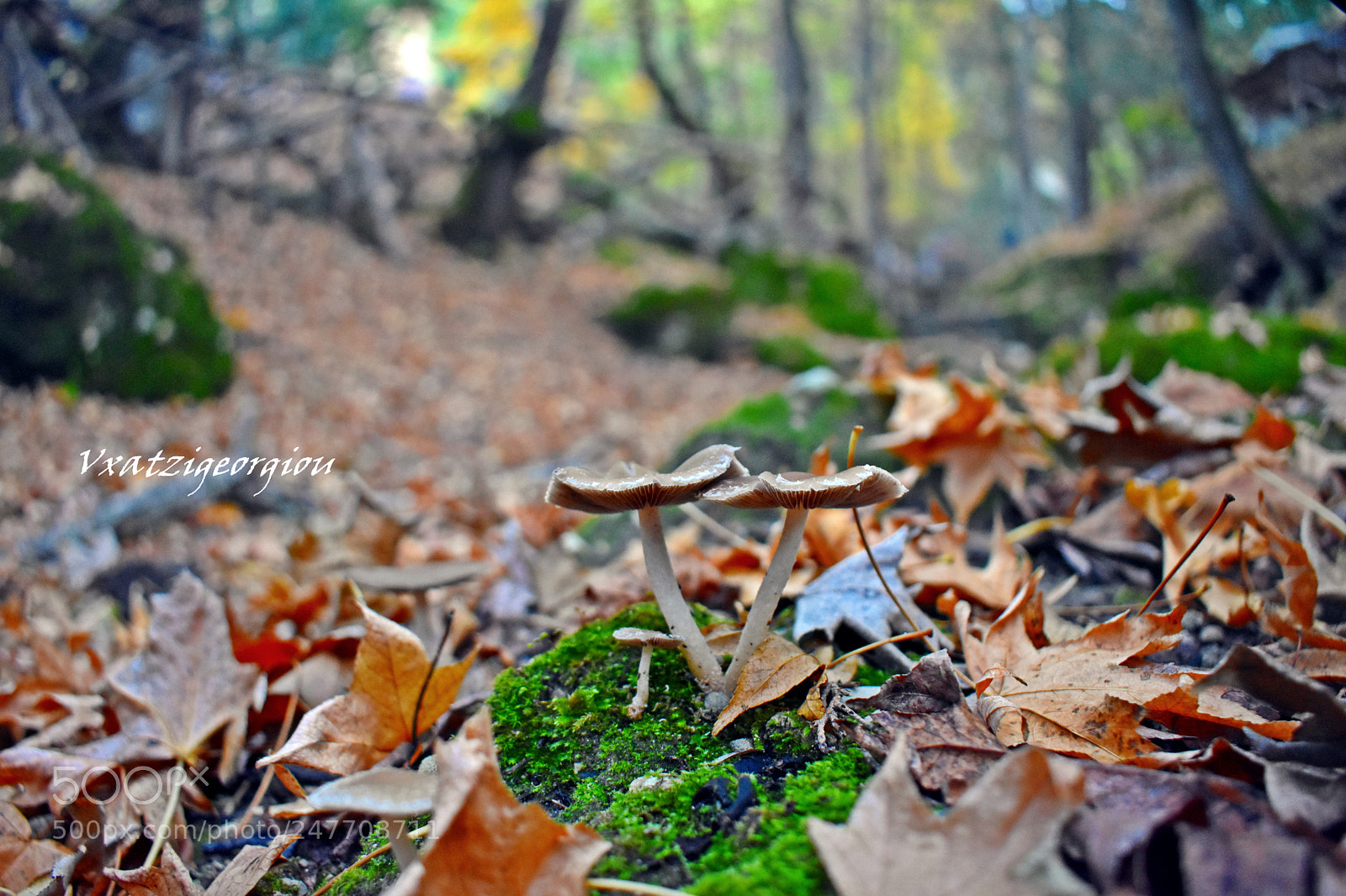 Nikon D3400 sample photo. Mushrooms photography