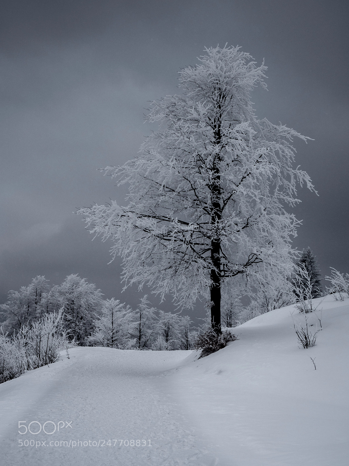 Olympus OM-D E-M10 sample photo. ❄️ snow capped ❄️ photography