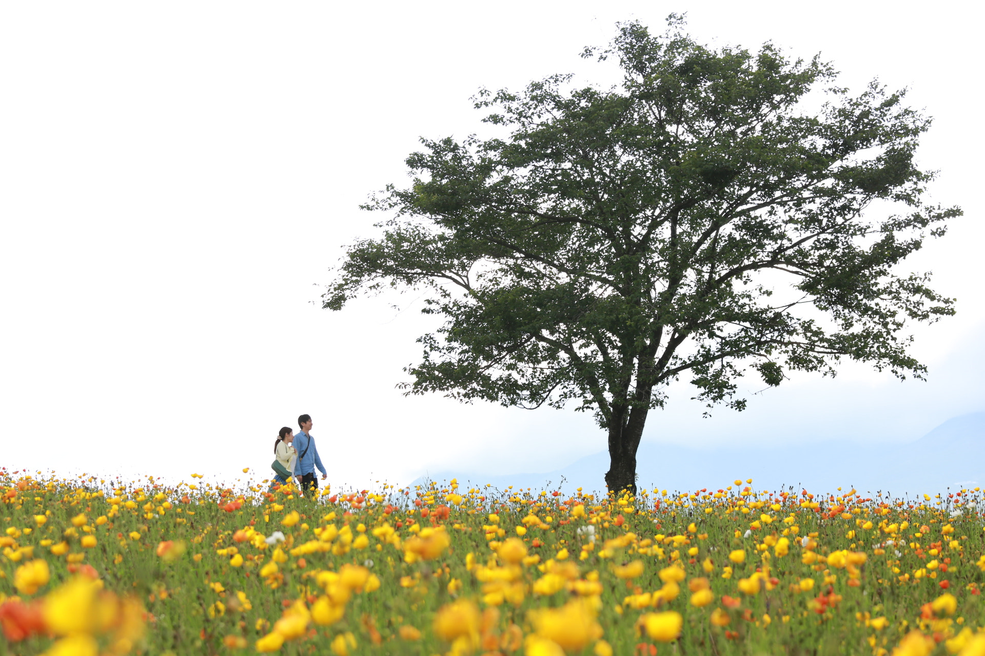 Canon EOS 6D + Canon EF 70-200mm F4L IS USM sample photo. Nasu flower park photography