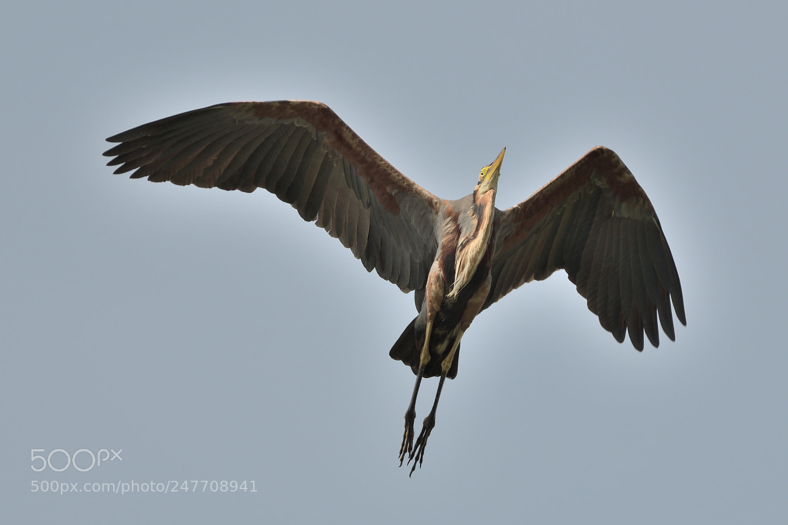 Nikon AF-S Nikkor 200-500mm F5.6E ED VR sample photo. Purple heron photography