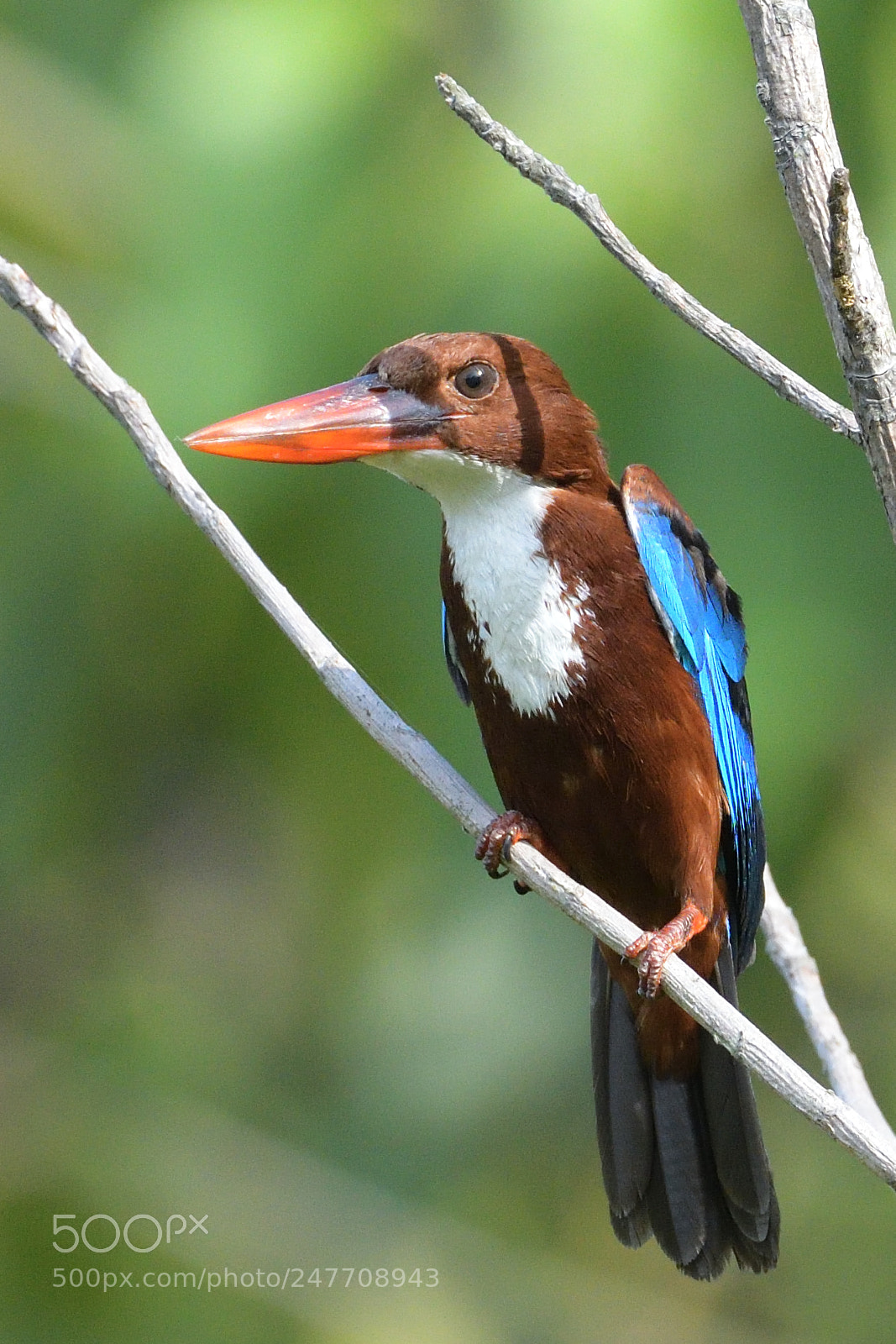 Nikon AF-S Nikkor 200-500mm F5.6E ED VR sample photo. White breasted kingfisher photography