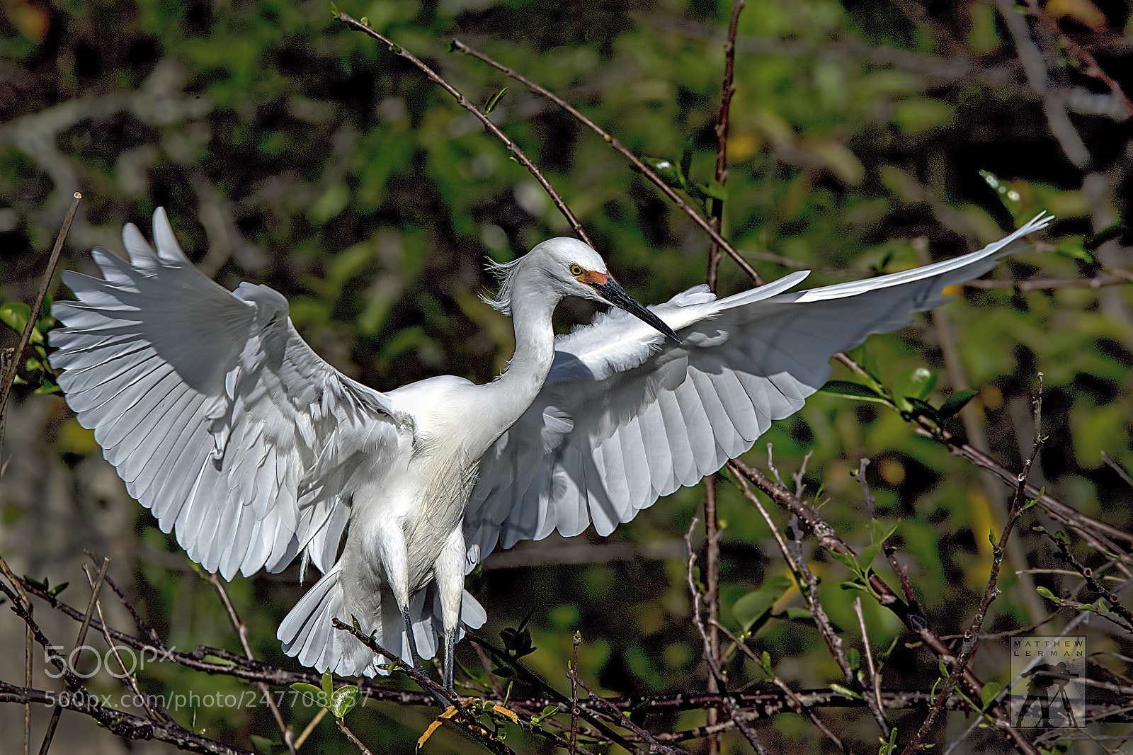 Nikon D810 sample photo. Wings  1630 photography