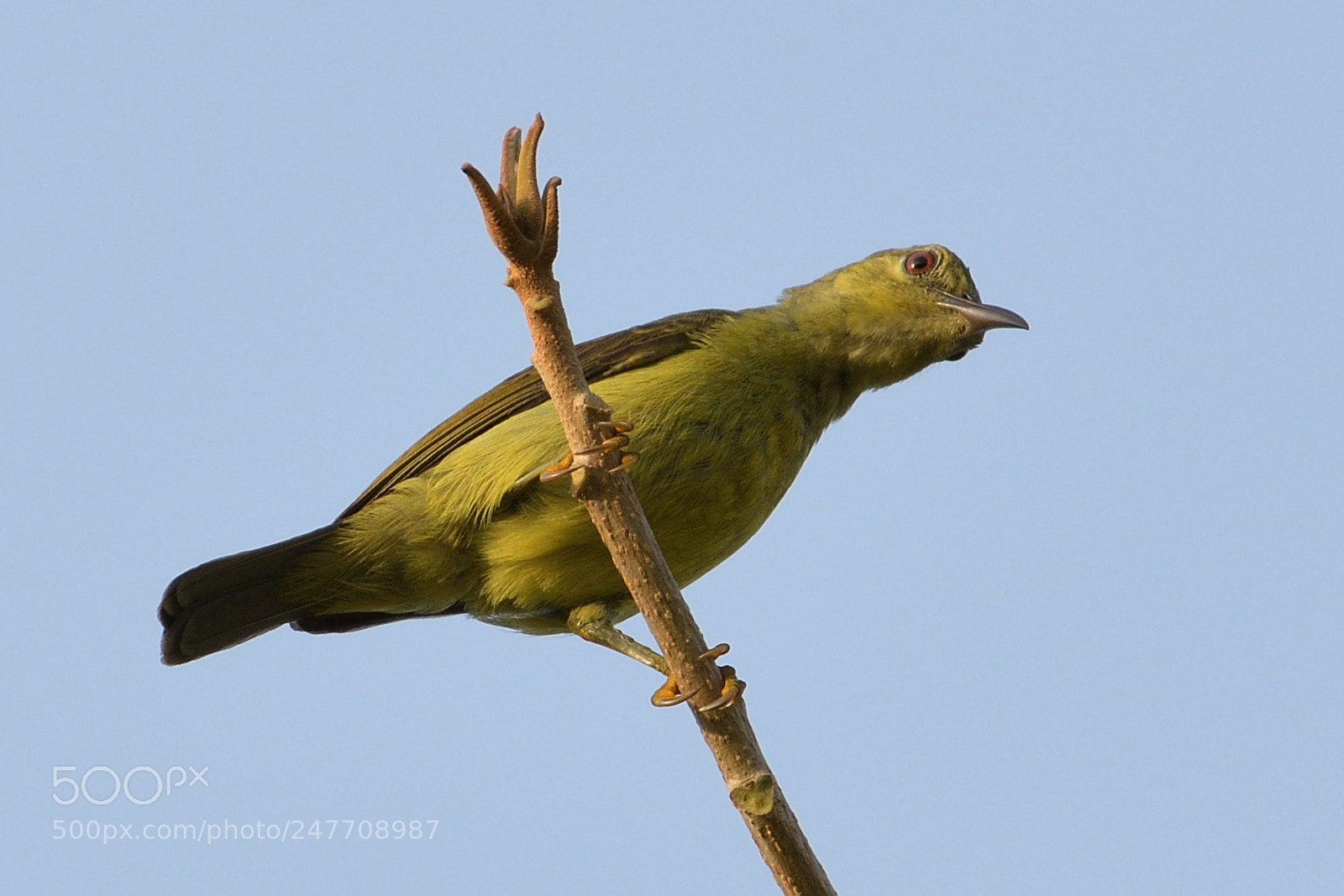 Nikon AF-S Nikkor 200-500mm F5.6E ED VR sample photo. Female brown throated sunbird photography