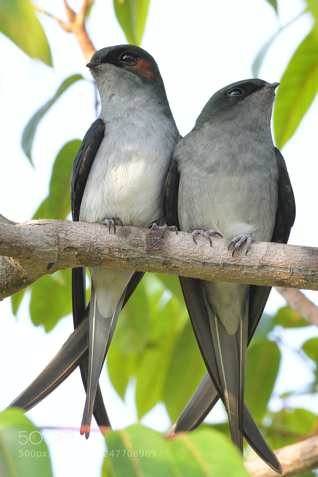 Nikon AF-S Nikkor 200-500mm F5.6E ED VR sample photo. Grey rumped treeswift photography