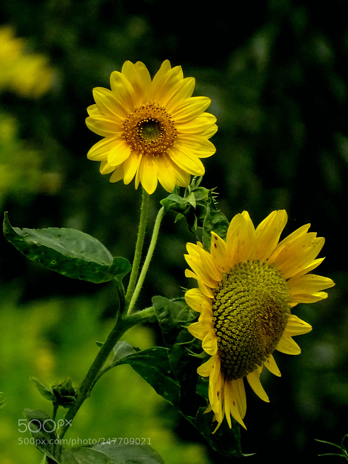Sony Cyber-shot DSC-HX400V sample photo. Sunflower photography
