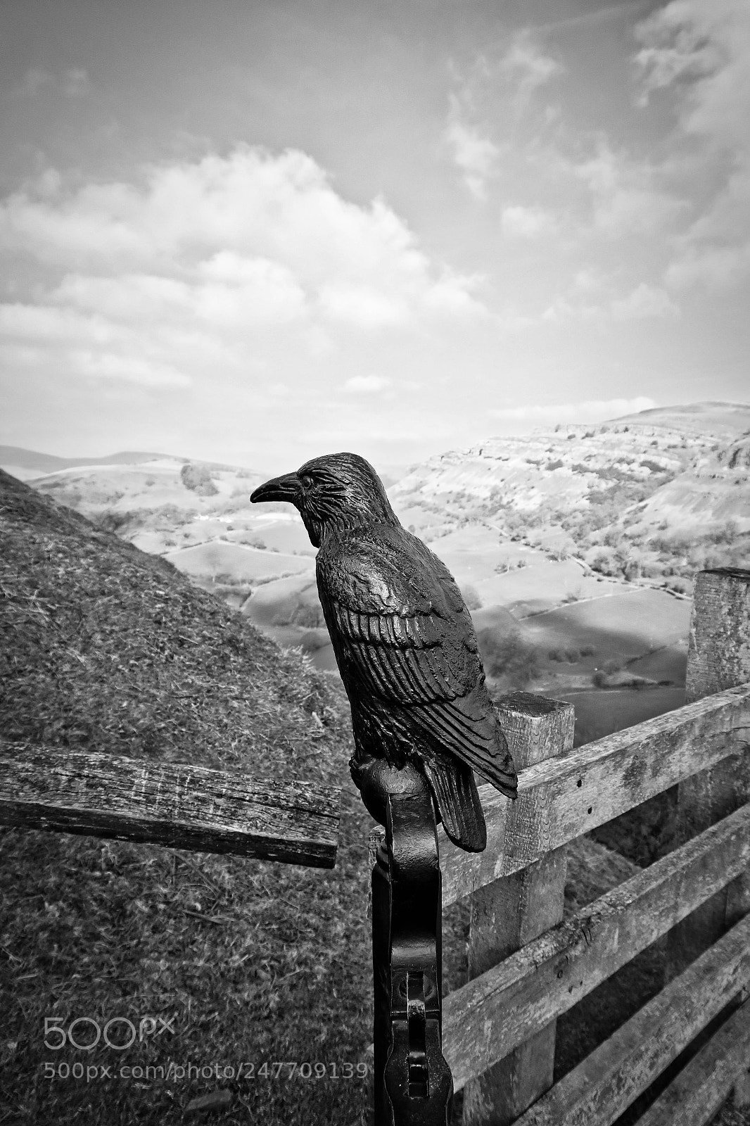 Canon PowerShot G5 X sample photo. The crow photography