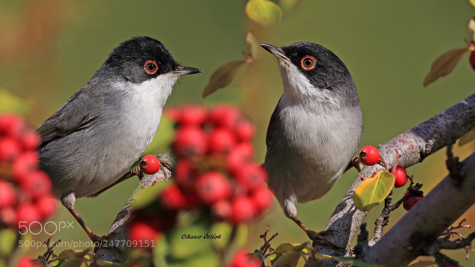 Canon EOS 7D Mark II sample photo. Sardinian warbler. photography