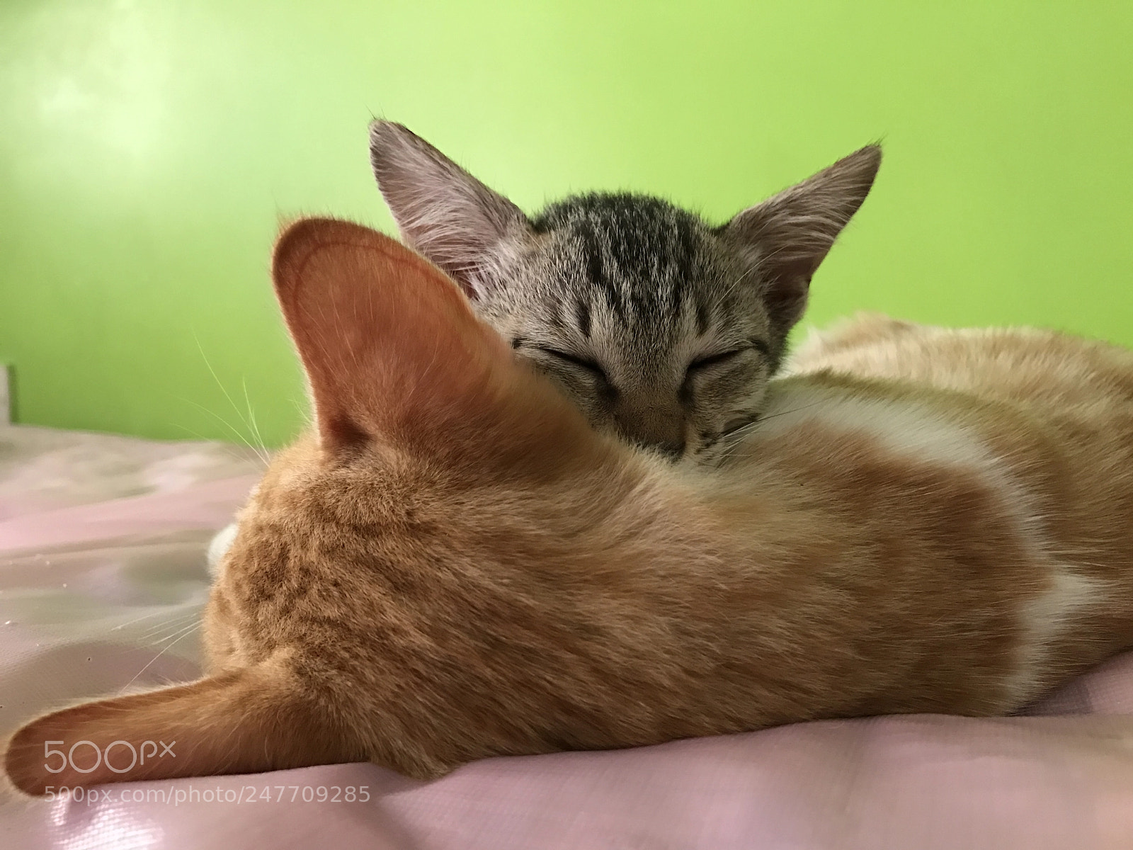 Apple iPhone 7 sample photo. Simba & thalia photography