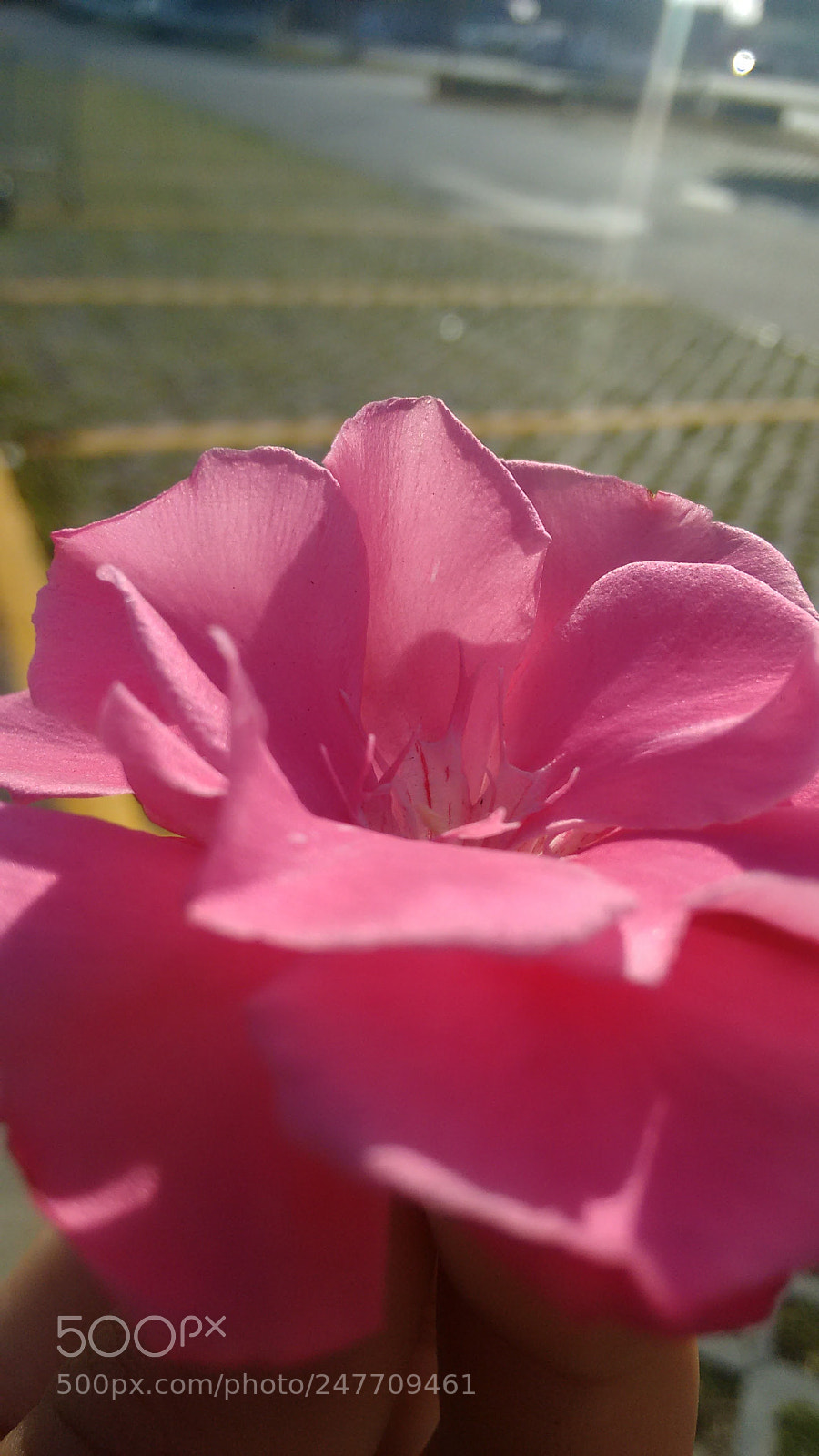 Motorola Moto G (2nd Gen) sample photo. Flowers photography