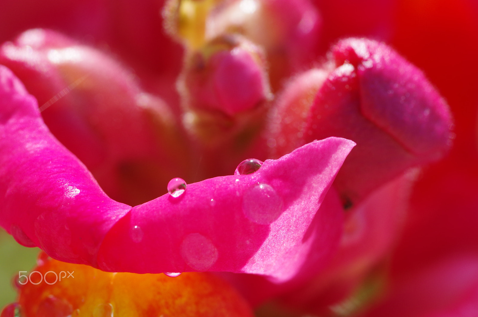 Pentax smc D-FA 100mm F2.8 Macro WR sample photo. Pink drop photography