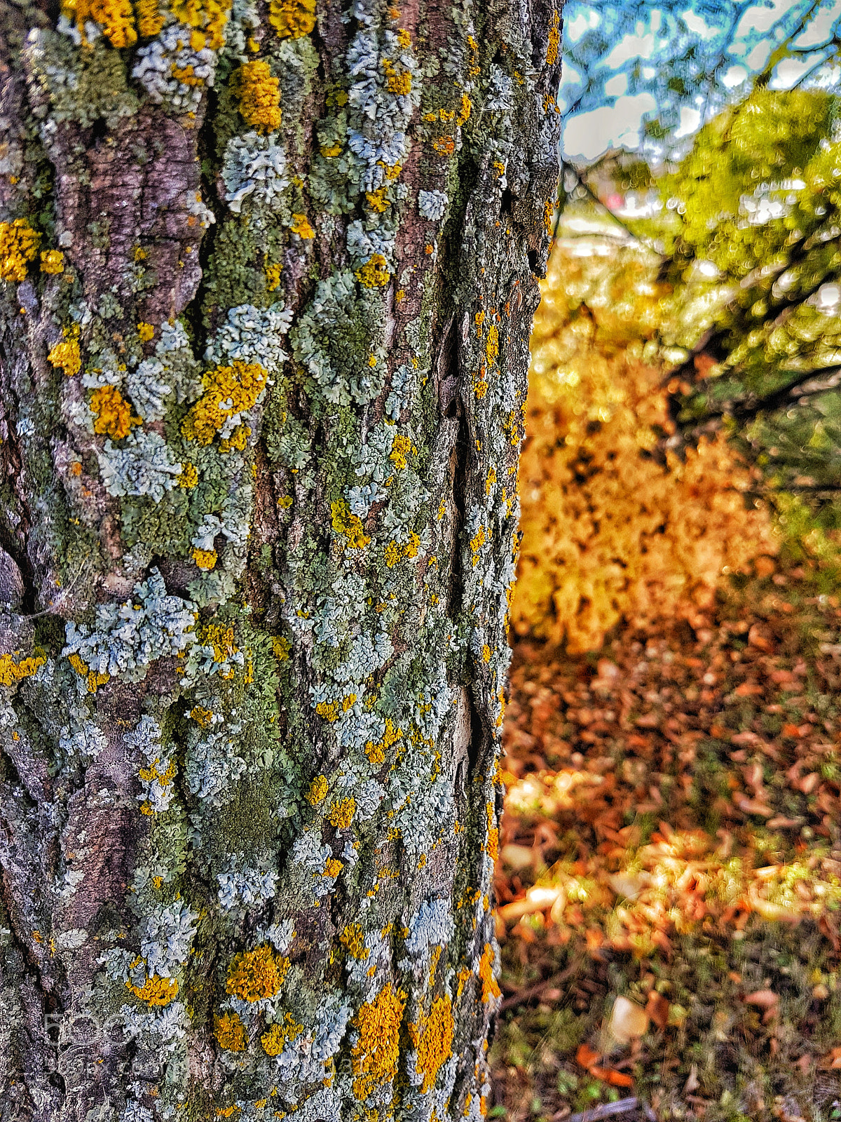 Samsung Galaxy S7 Edge sample photo. One with nature photography