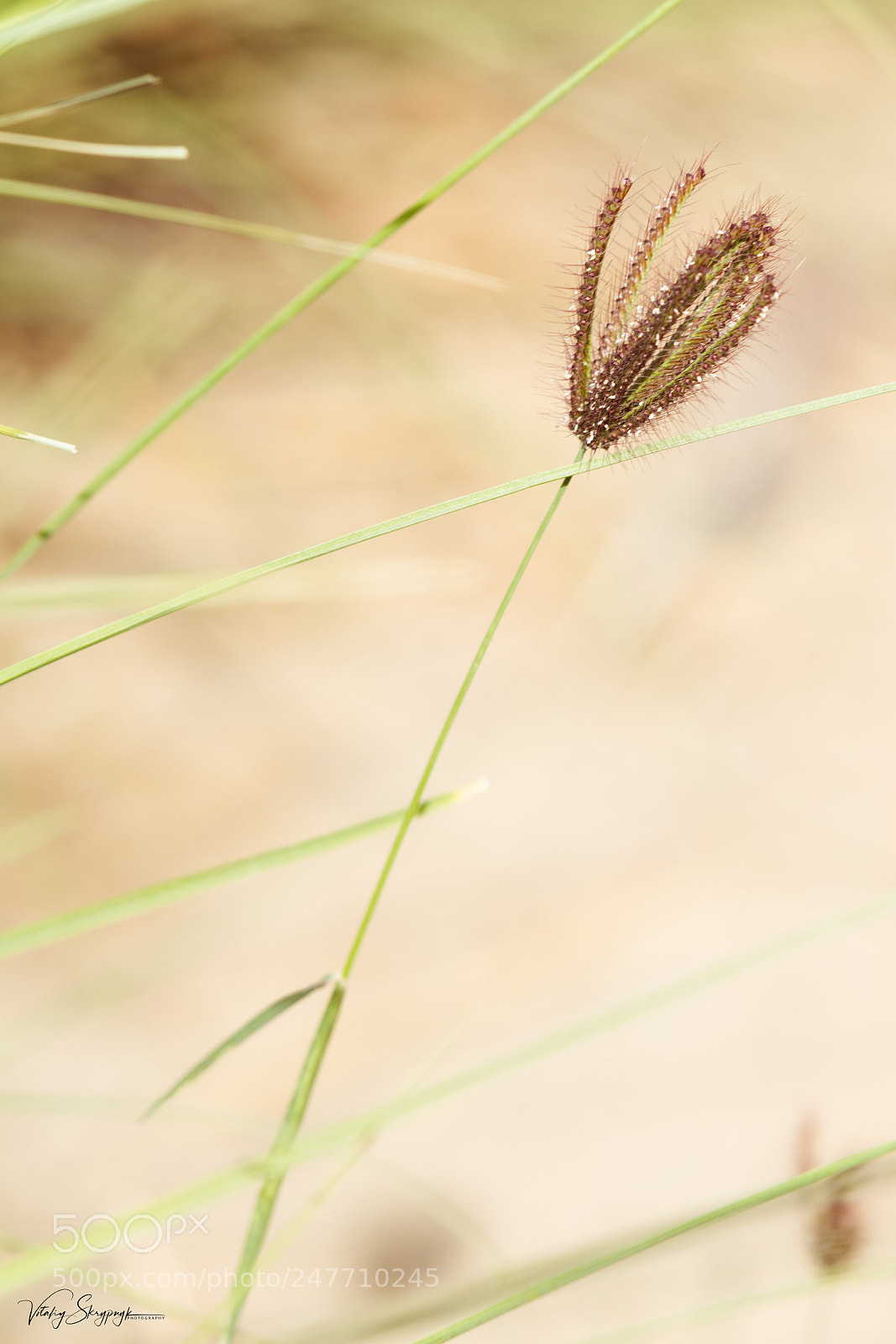 Nikon D850 sample photo. Nature in uae. sharjah. photography