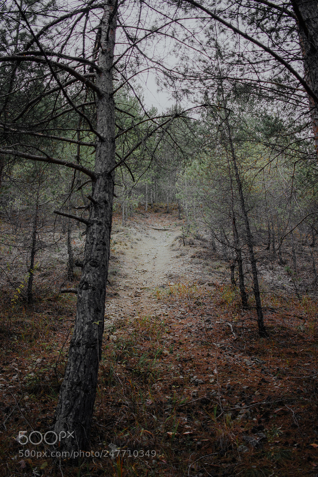 Canon EOS 600D (Rebel EOS T3i / EOS Kiss X5) sample photo. Into the woods photography