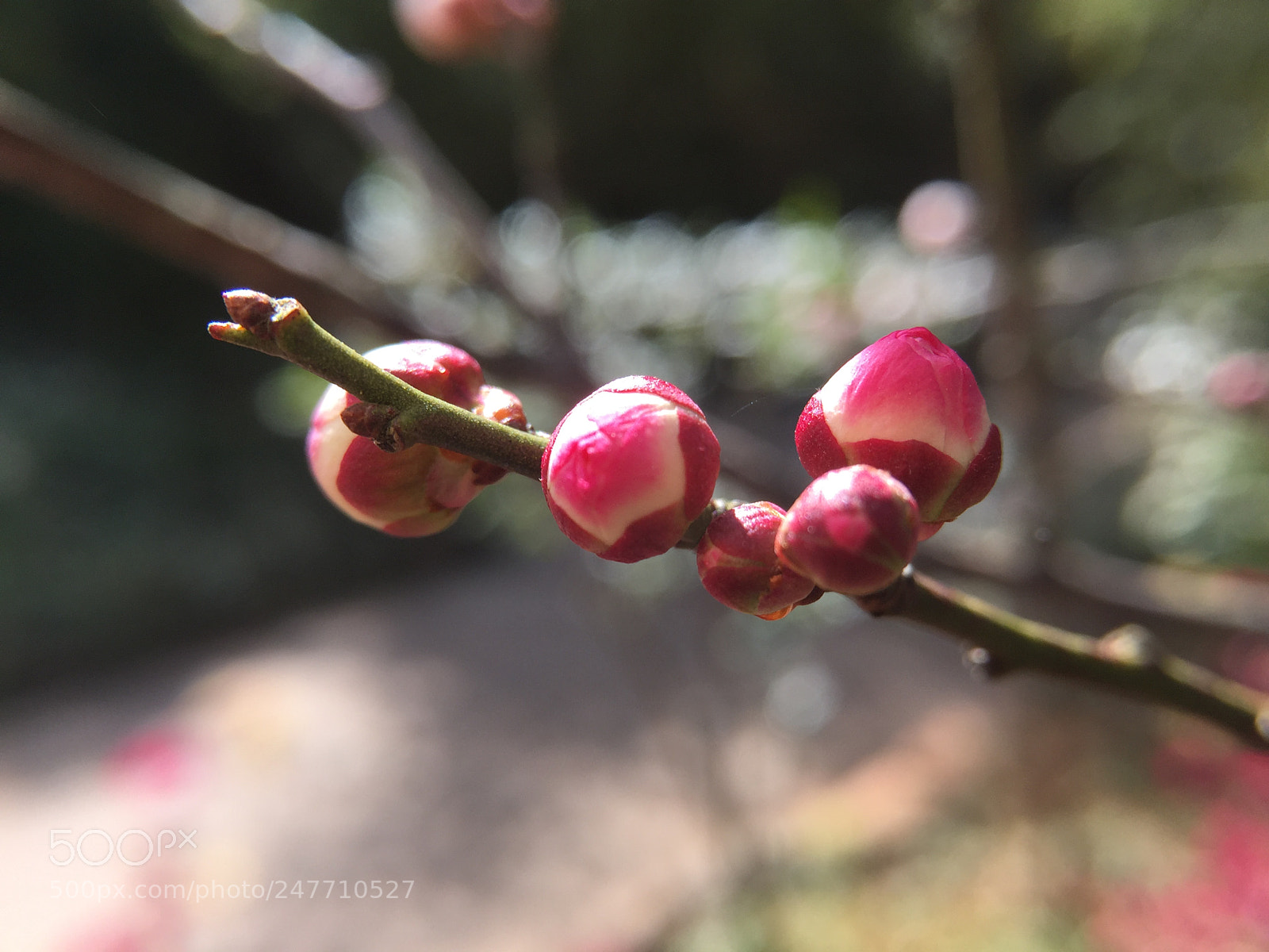 Apple iPhone 6 Plus sample photo. 花蕾 photography
