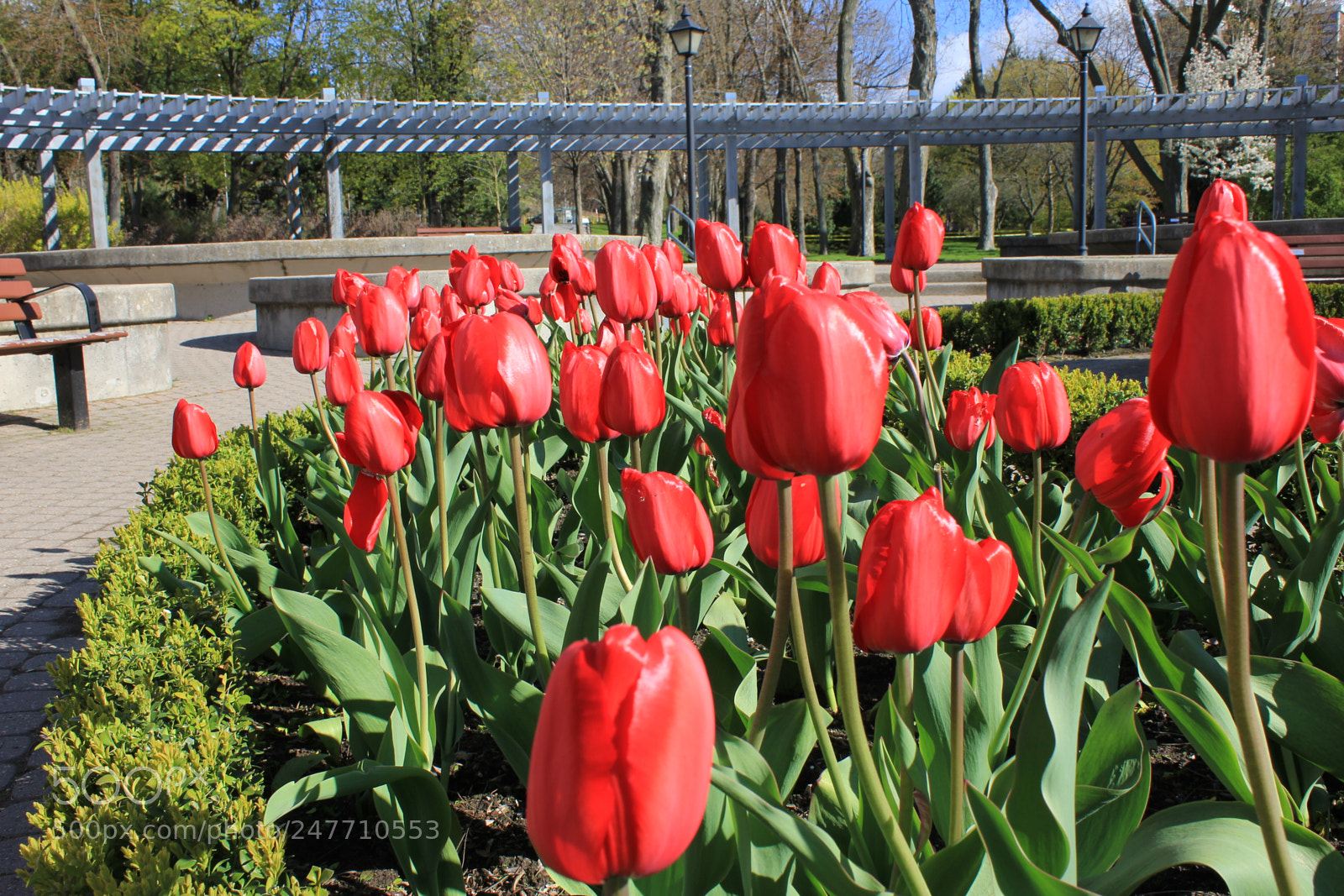Canon EF-S 18-55mm F3.5-5.6 IS sample photo. Tulips rosetta mcclain gardens photography
