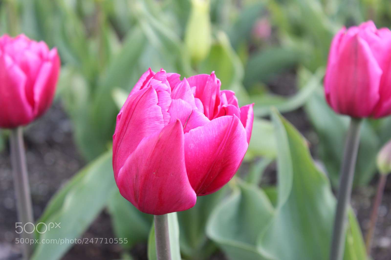 Canon EF-S 18-55mm F3.5-5.6 IS sample photo. Tulips rosetta mcclain gardens photography
