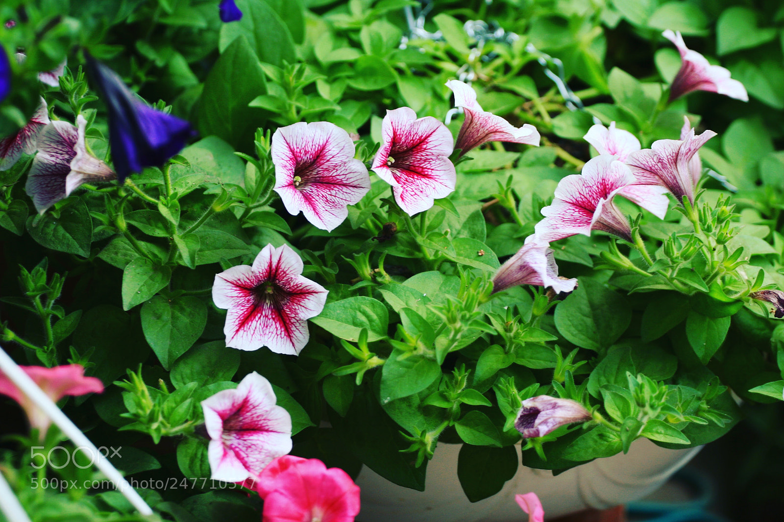 Canon EOS 30D sample photo. Spring flowers photography
