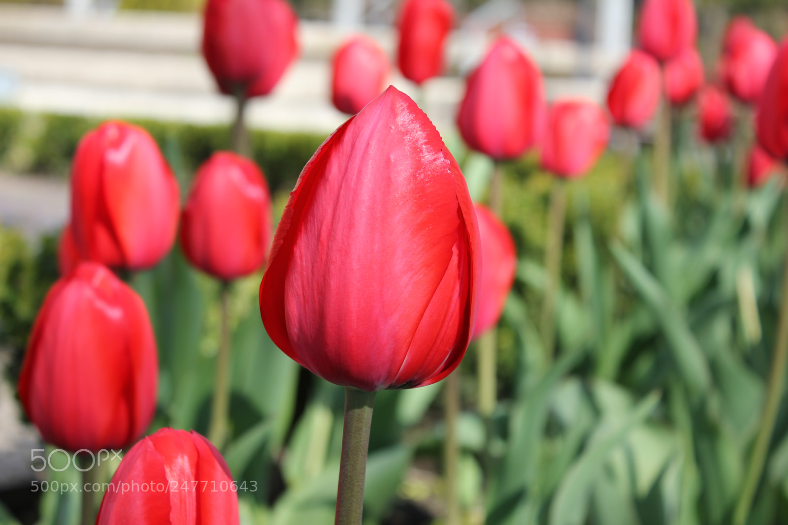 Canon EF-S 18-55mm F3.5-5.6 IS sample photo. Tulips rosetta mcclain gardens photography