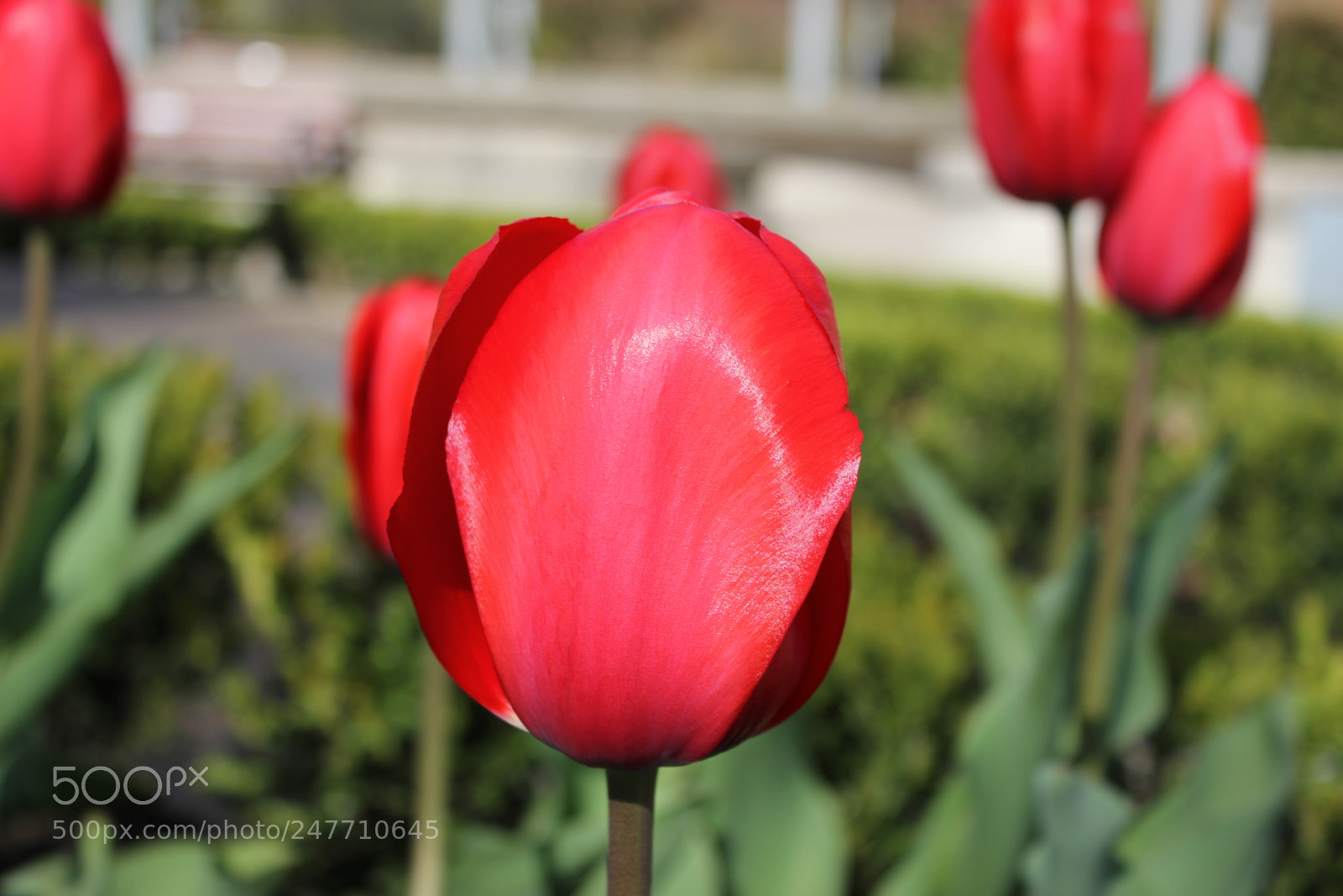 Canon EF-S 18-55mm F3.5-5.6 IS sample photo. Tulips rosetta mcclain gardens photography