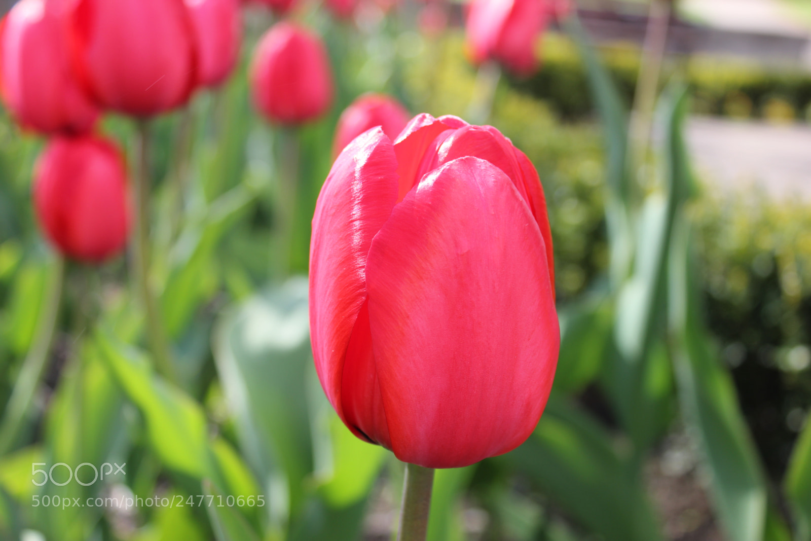 Canon EF-S 18-55mm F3.5-5.6 IS sample photo. Tulips rosetta mcclain gardens photography
