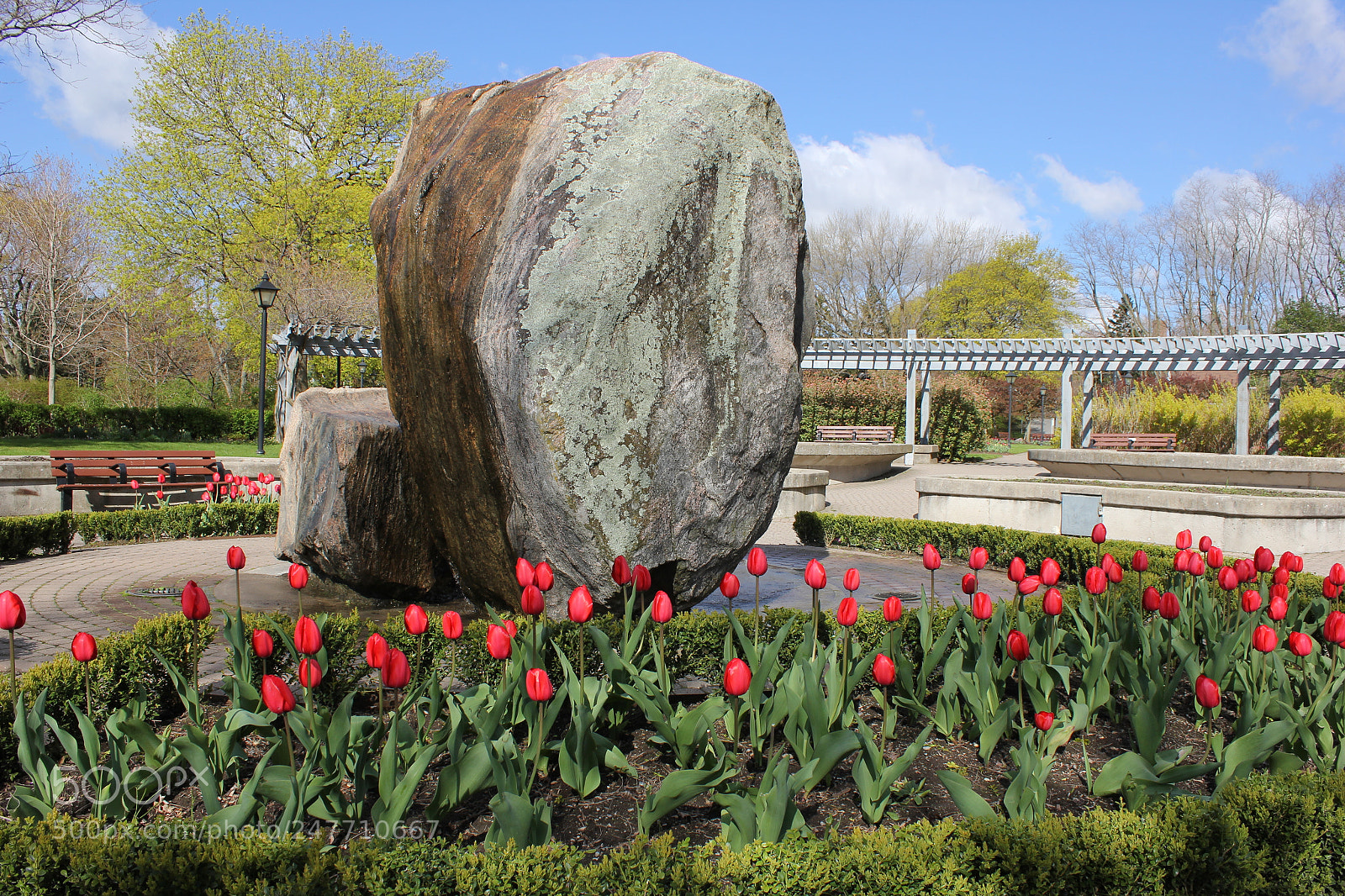 Canon EF-S 18-55mm F3.5-5.6 IS sample photo. Tulips rosetta mcclain gardens photography