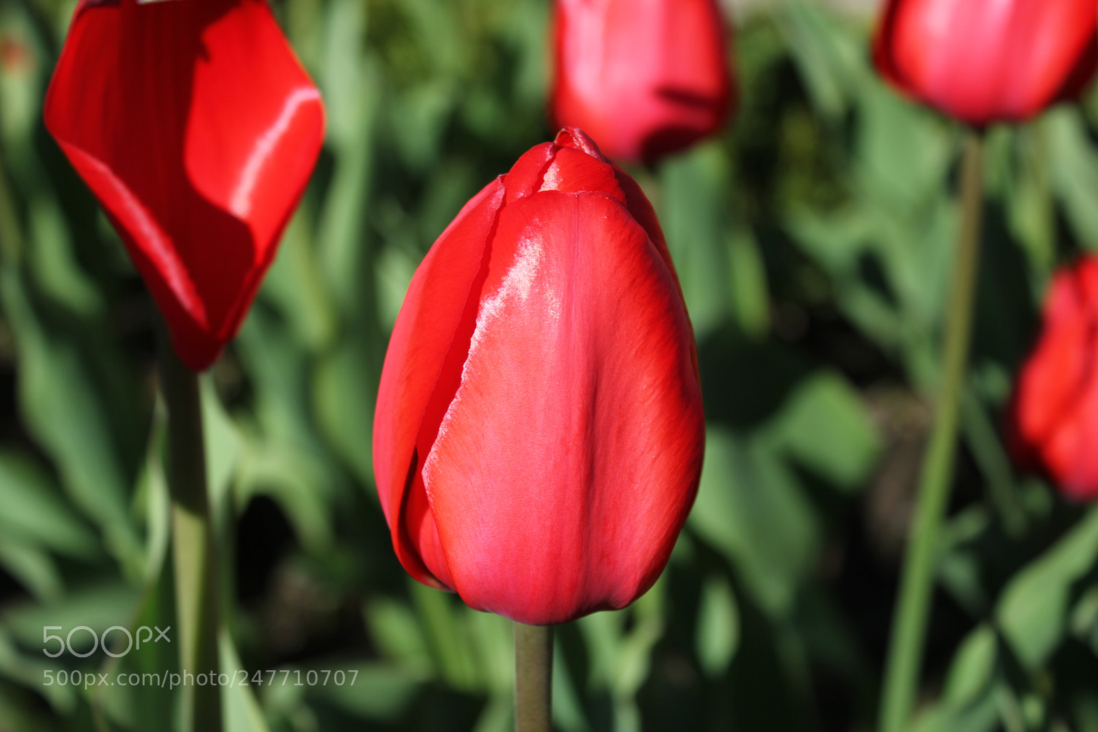 Canon EF-S 18-55mm F3.5-5.6 IS sample photo. Tulips rosetta mcclain gardens photography