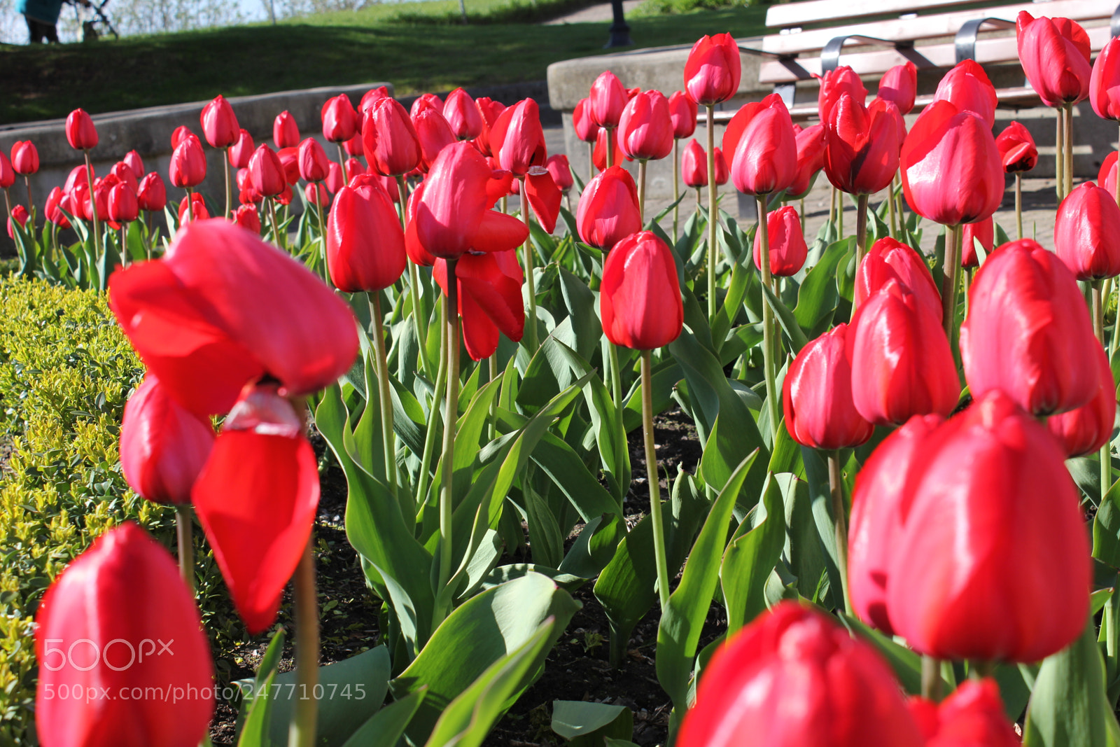 Canon EF-S 18-55mm F3.5-5.6 IS sample photo. Tulips rosetta mcclain gardens photography
