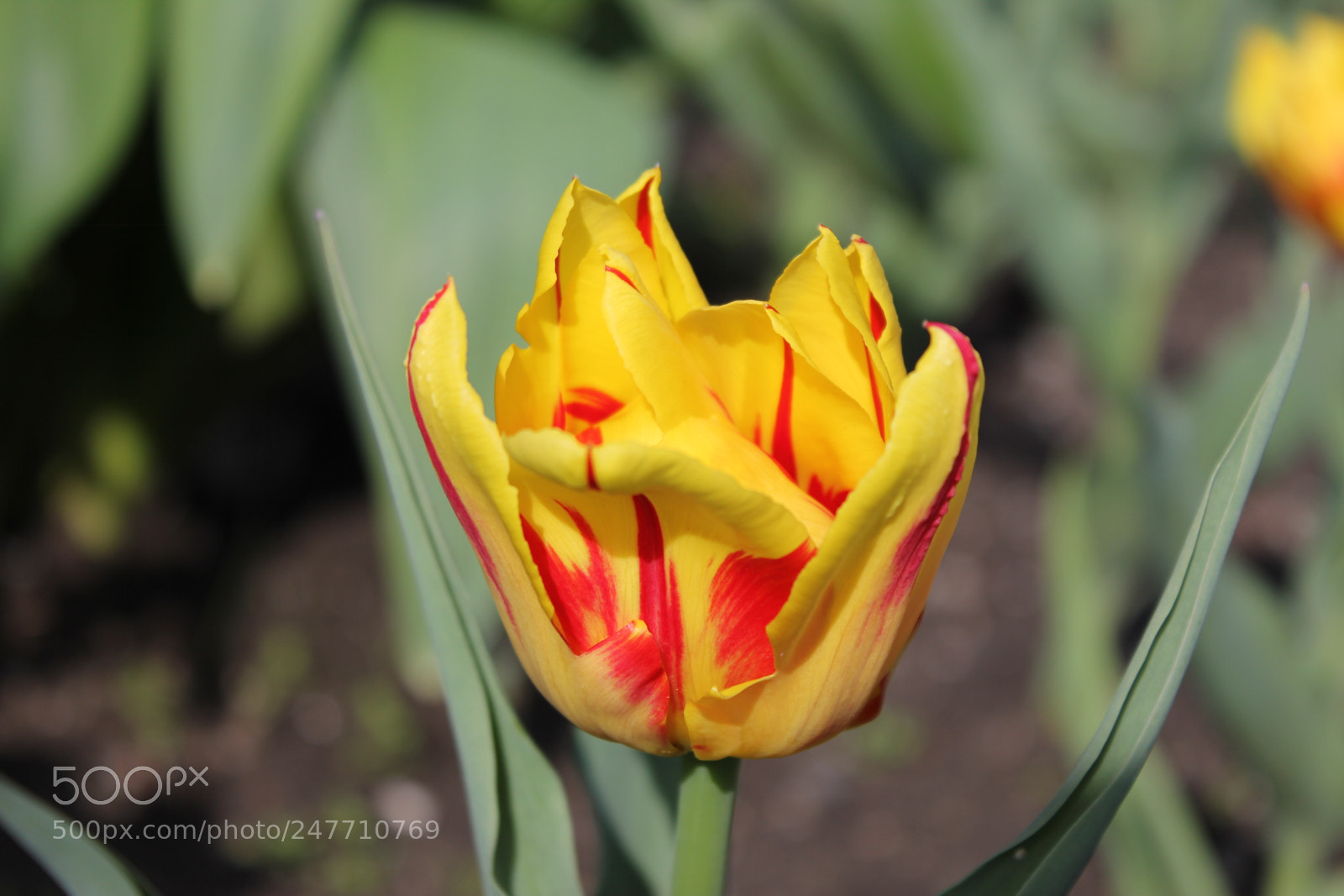 Canon EF-S 18-55mm F3.5-5.6 IS sample photo. Tulips rosetta mcclain gardens photography