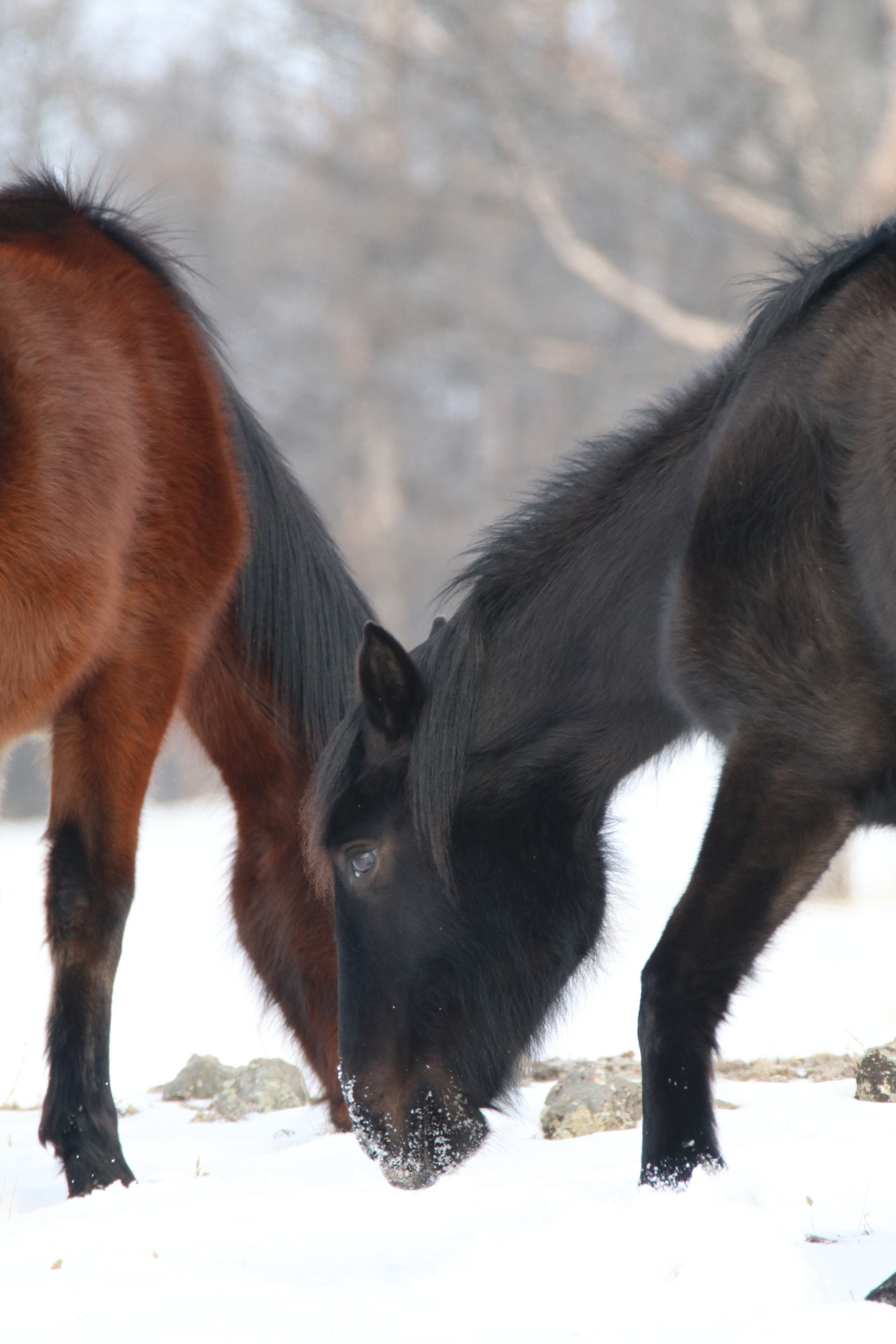 Tamron SP 150-600mm F5-6.3 Di VC USD sample photo. The taste of the winter season photography