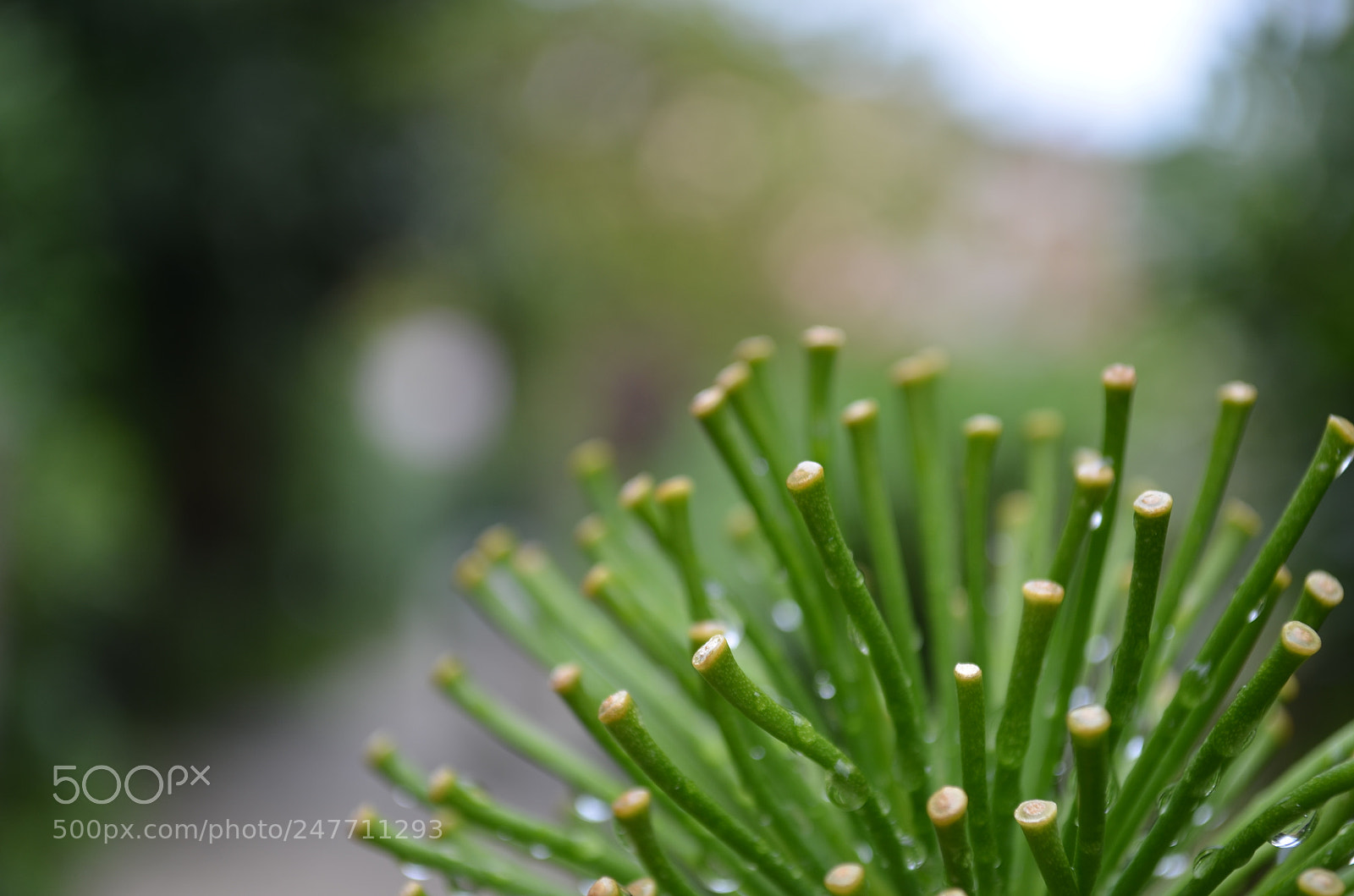 Nikon D5100 sample photo. Nature photography
