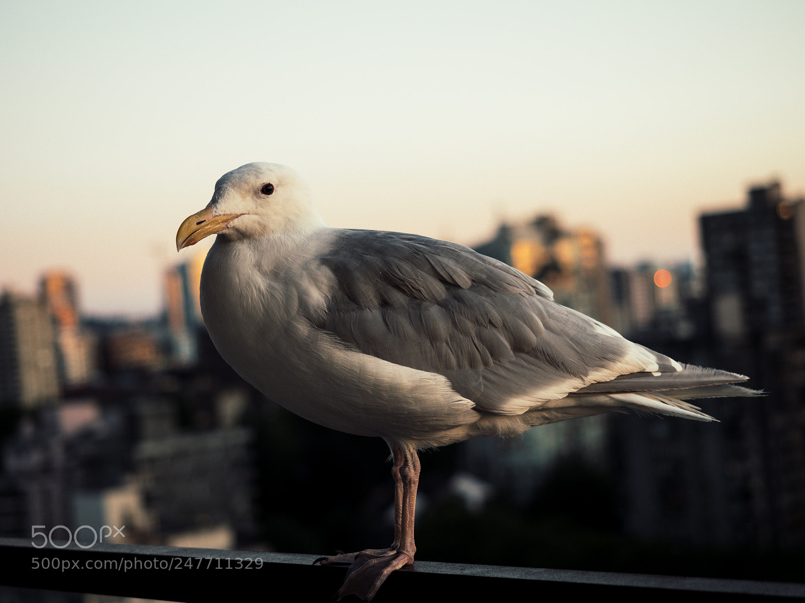 Olympus OM-D E-M5 II sample photo. Seagull in vancouver photography