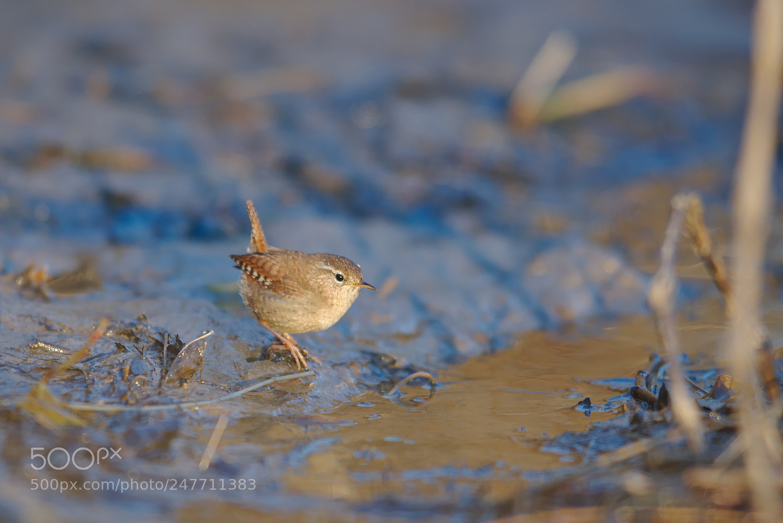 Nikon D800 sample photo. Eurasian wren photography