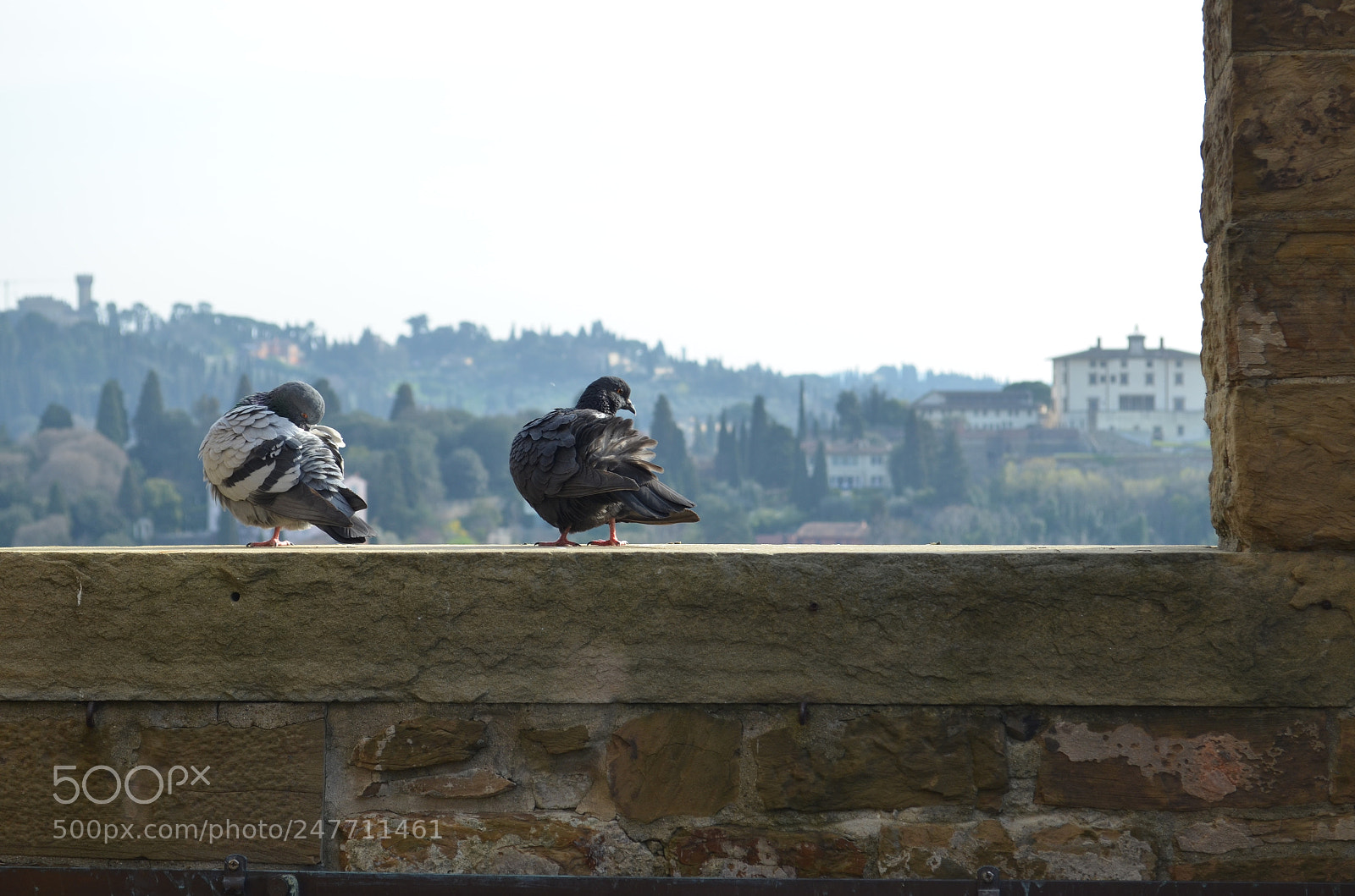 Nikon D5100 sample photo. Lovebirds photography