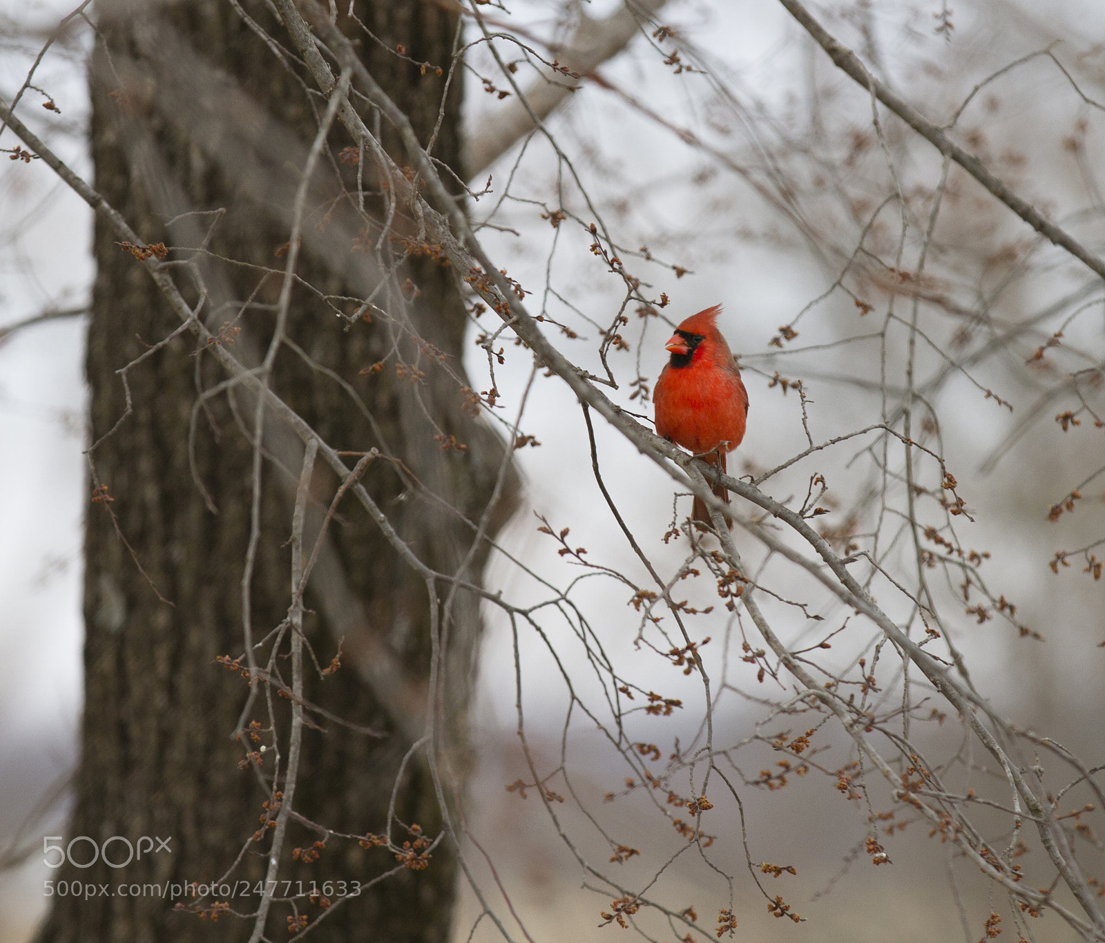 Canon EOS 7D sample photo. Cardinal in spring photography