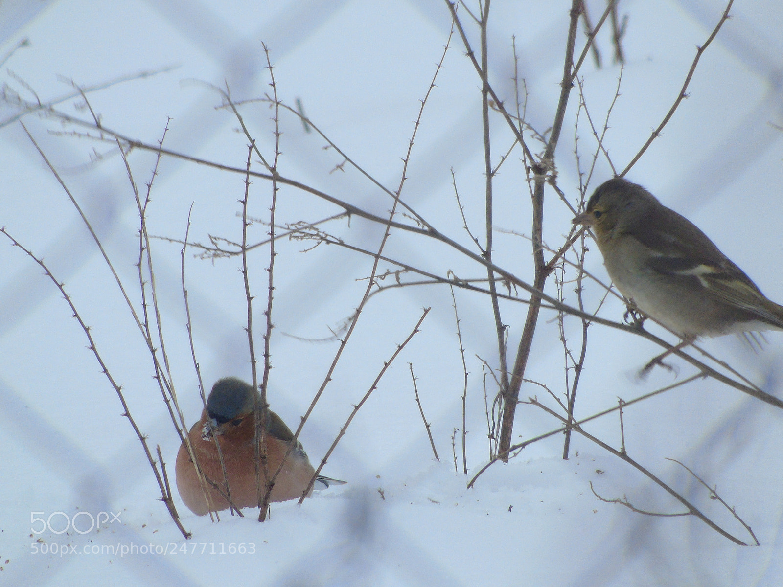 Sony Cyber-shot DSC-H400 sample photo. +++ photography