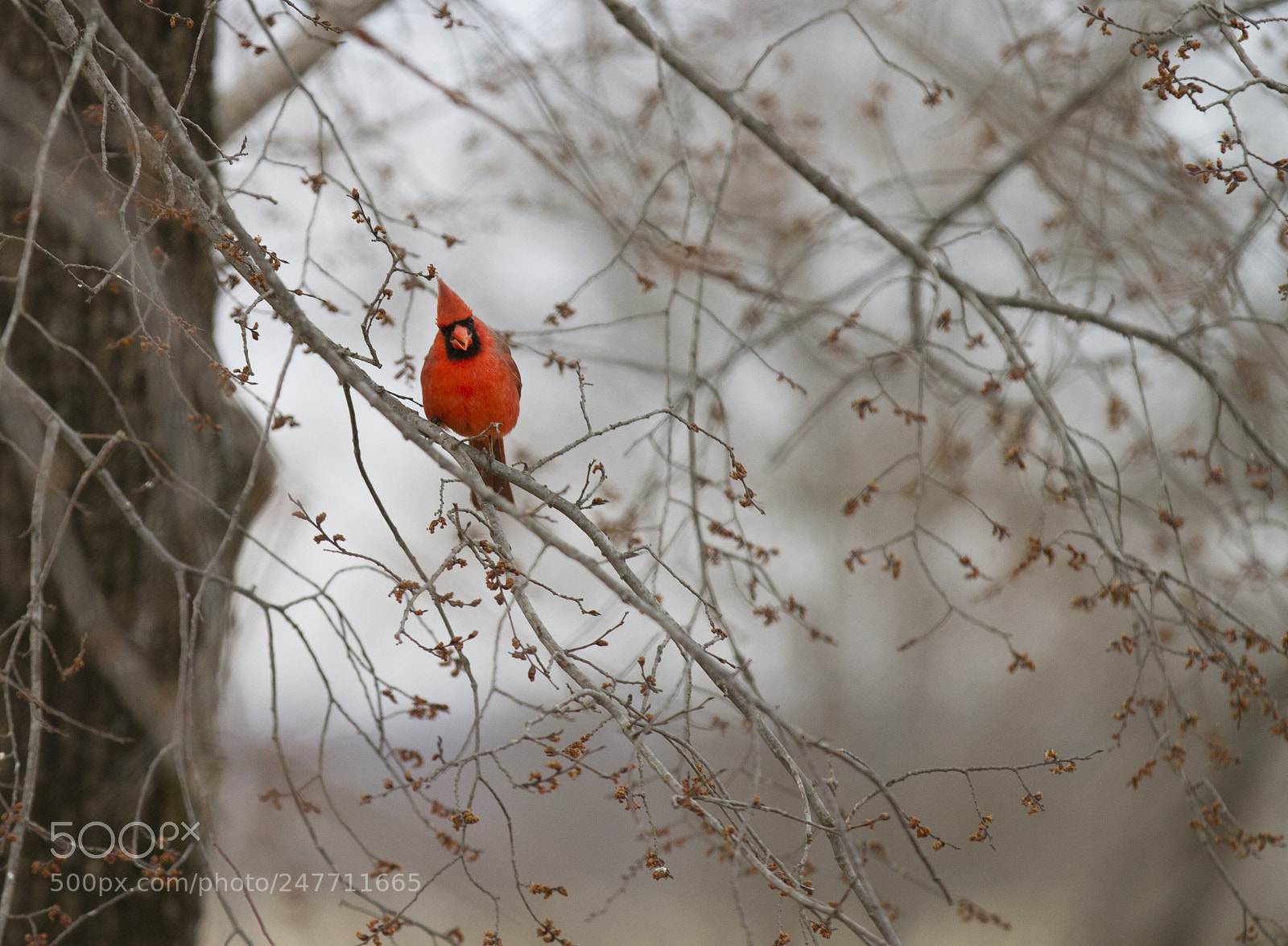 Canon EOS 7D sample photo. Cardinal in spring ii photography
