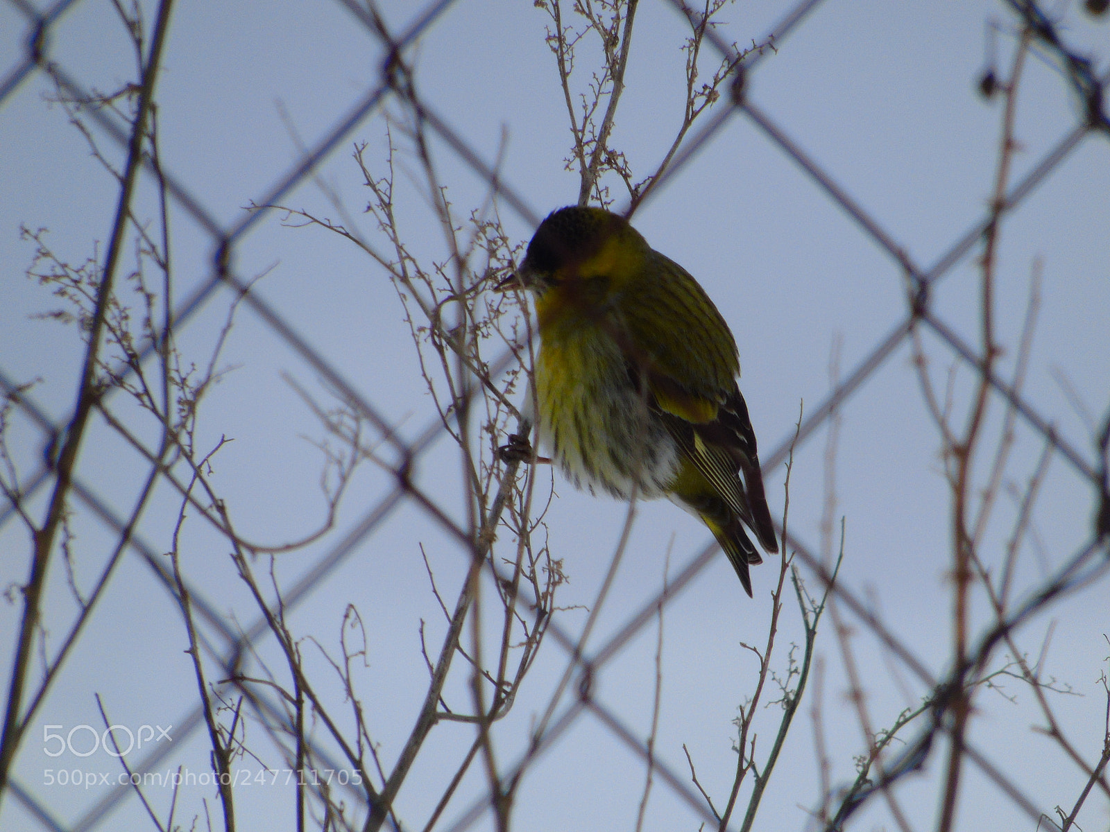 Sony Cyber-shot DSC-H400 sample photo. +++ photography