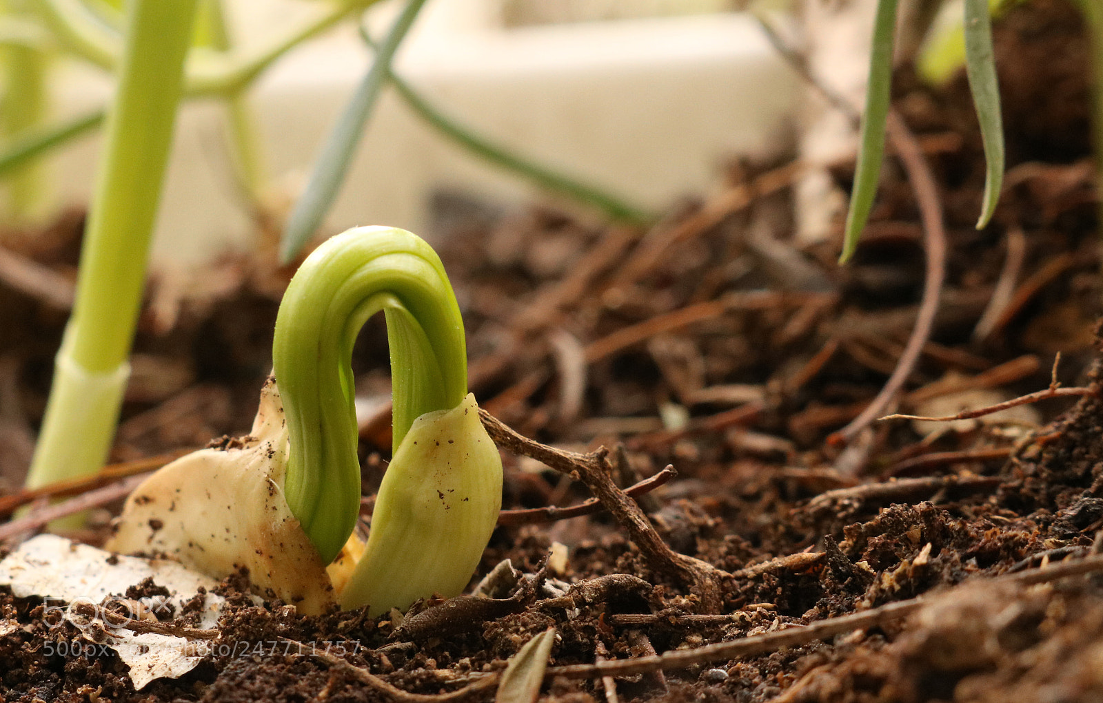 Canon EOS 750D (EOS Rebel T6i / EOS Kiss X8i) sample photo. New life photography