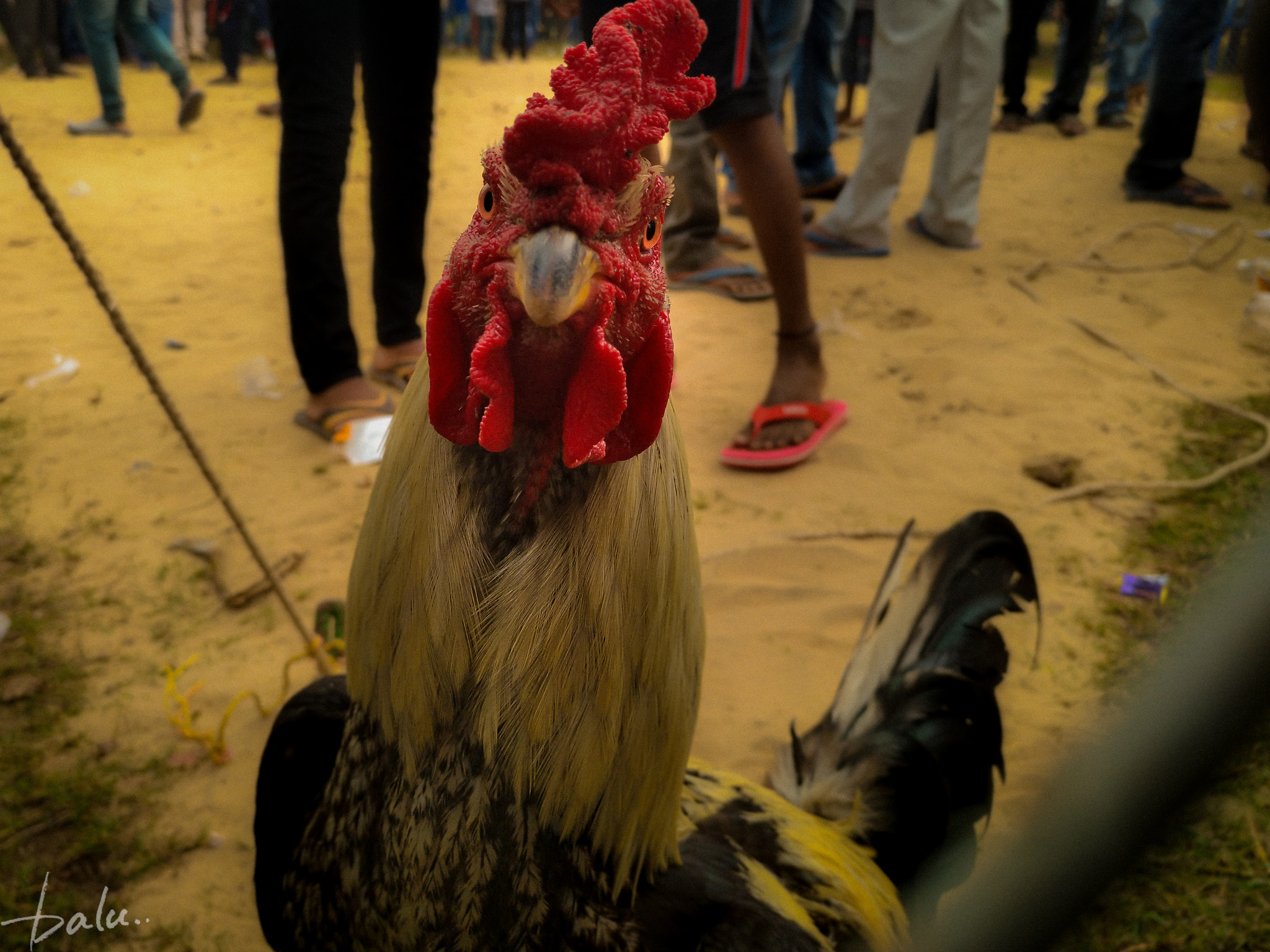 nubia Z11 MINI sample photo. Angry bird photography