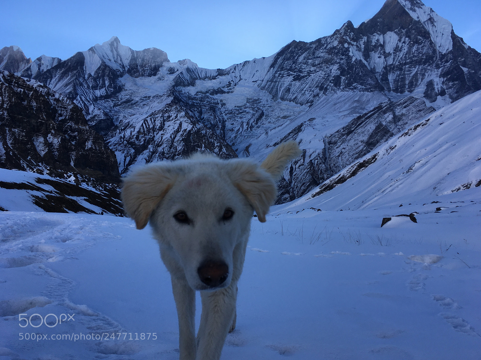 Apple iPhone SE sample photo. Dog living in annapurna. photography
