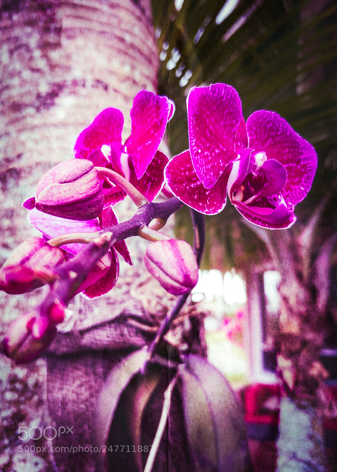 Google Pixel sample photo. Wild orchid photography