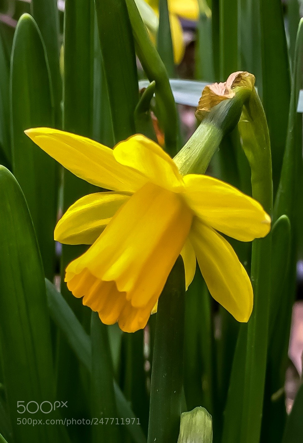 Apple iPhone 6 sample photo. Narcissus photography