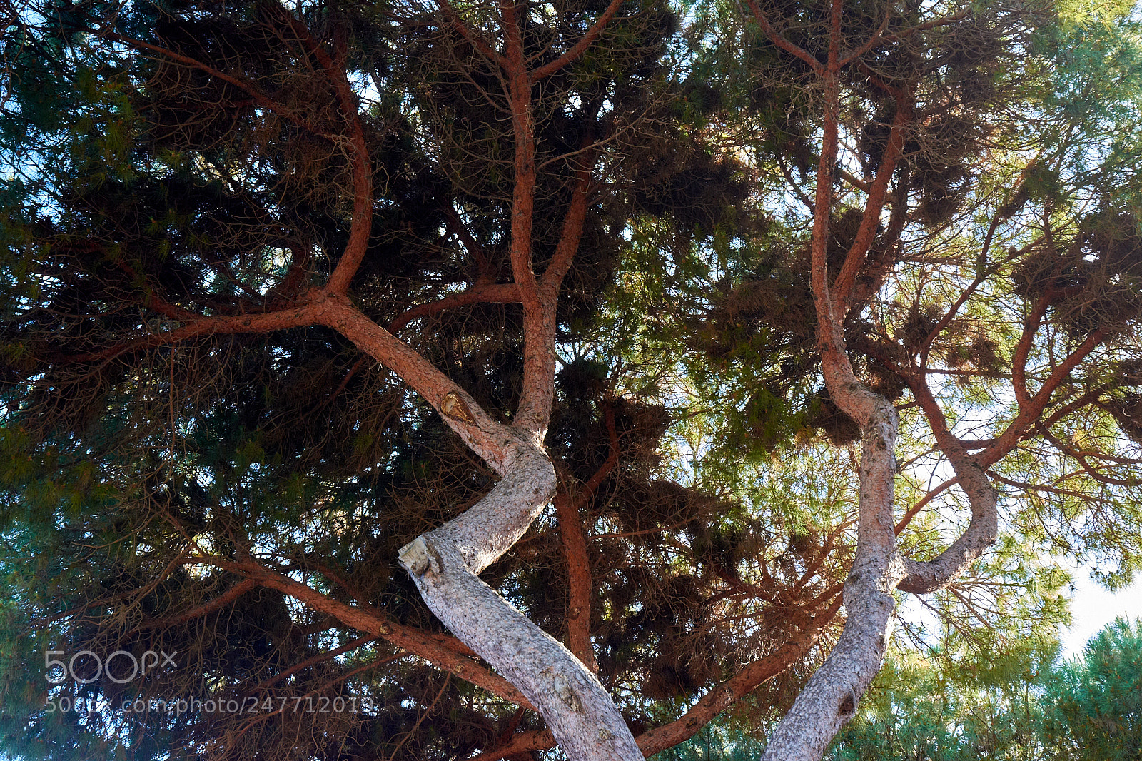 Nikon D7200 sample photo. Tree of life photography