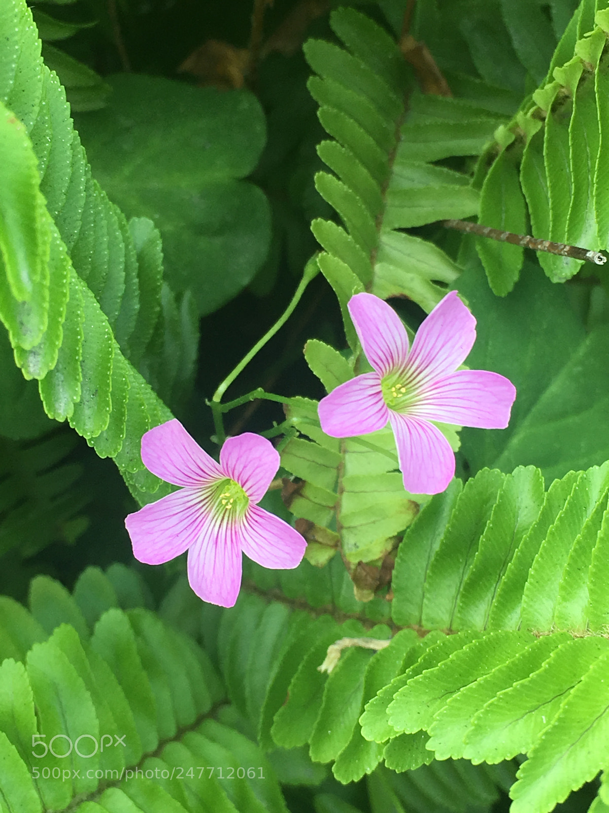Apple iPhone 6s Plus sample photo. Mi mi grass photography