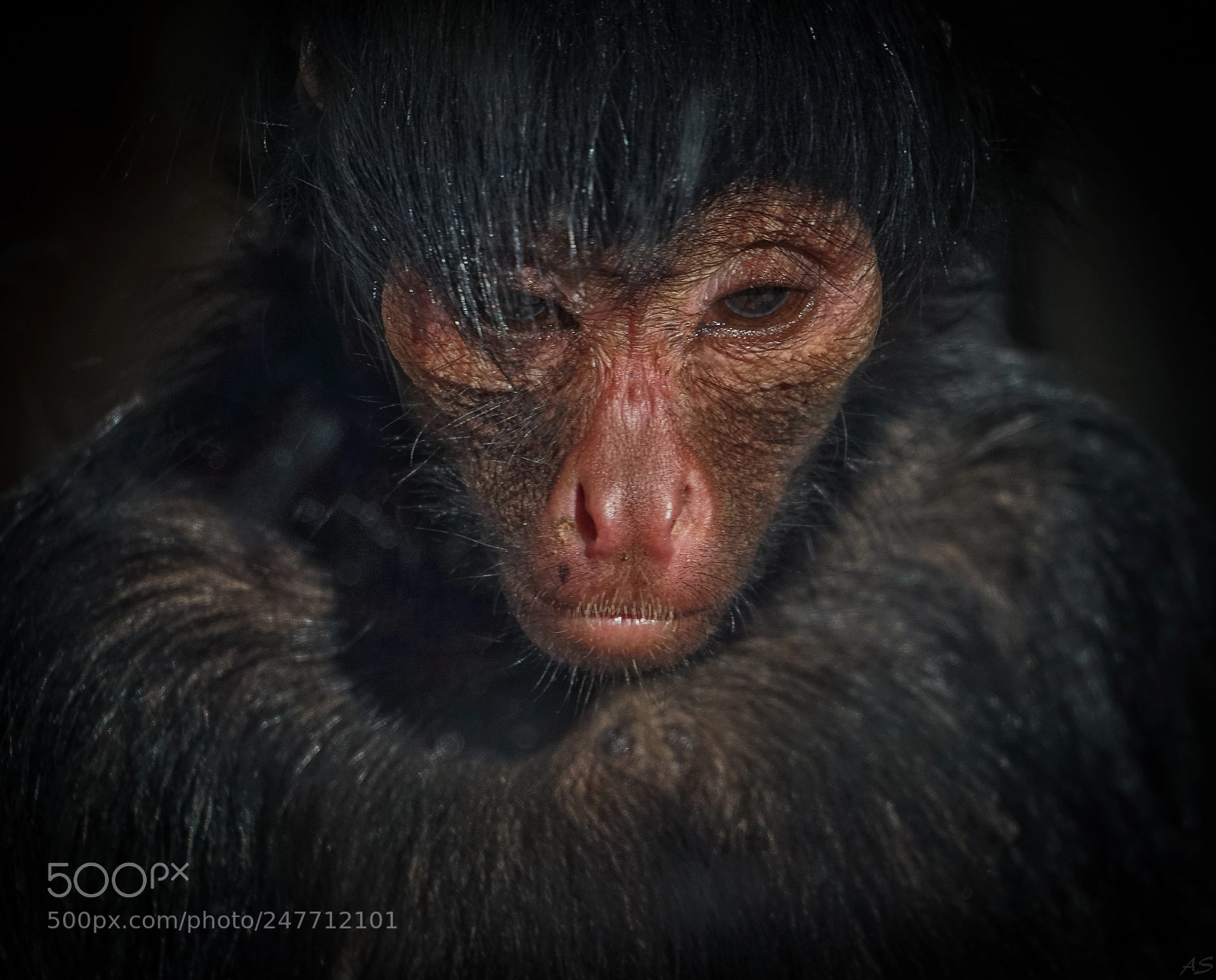 Sony a7 sample photo. The monkey jedi photography