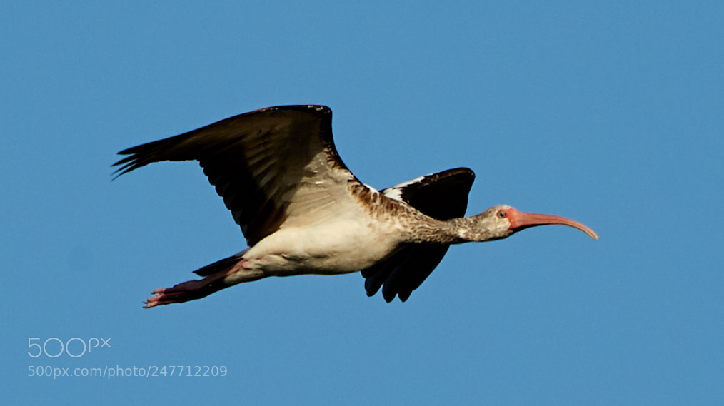 Canon EOS-1D X Mark II sample photo. 02-28-18-0005798.jpg photography
