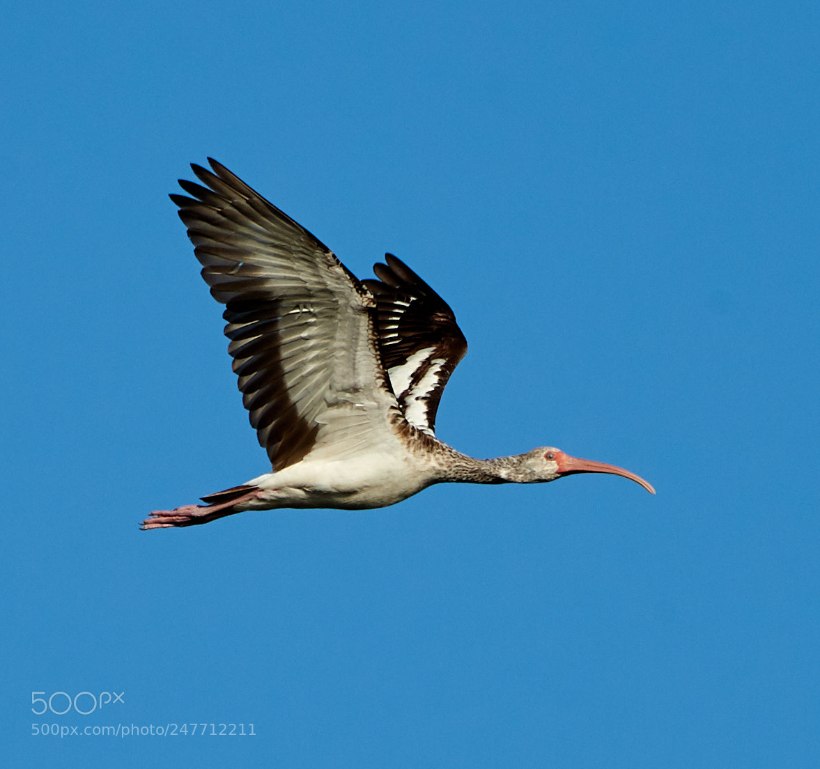 Canon EOS-1D X Mark II sample photo. 02-28-18-0005797.jpg photography